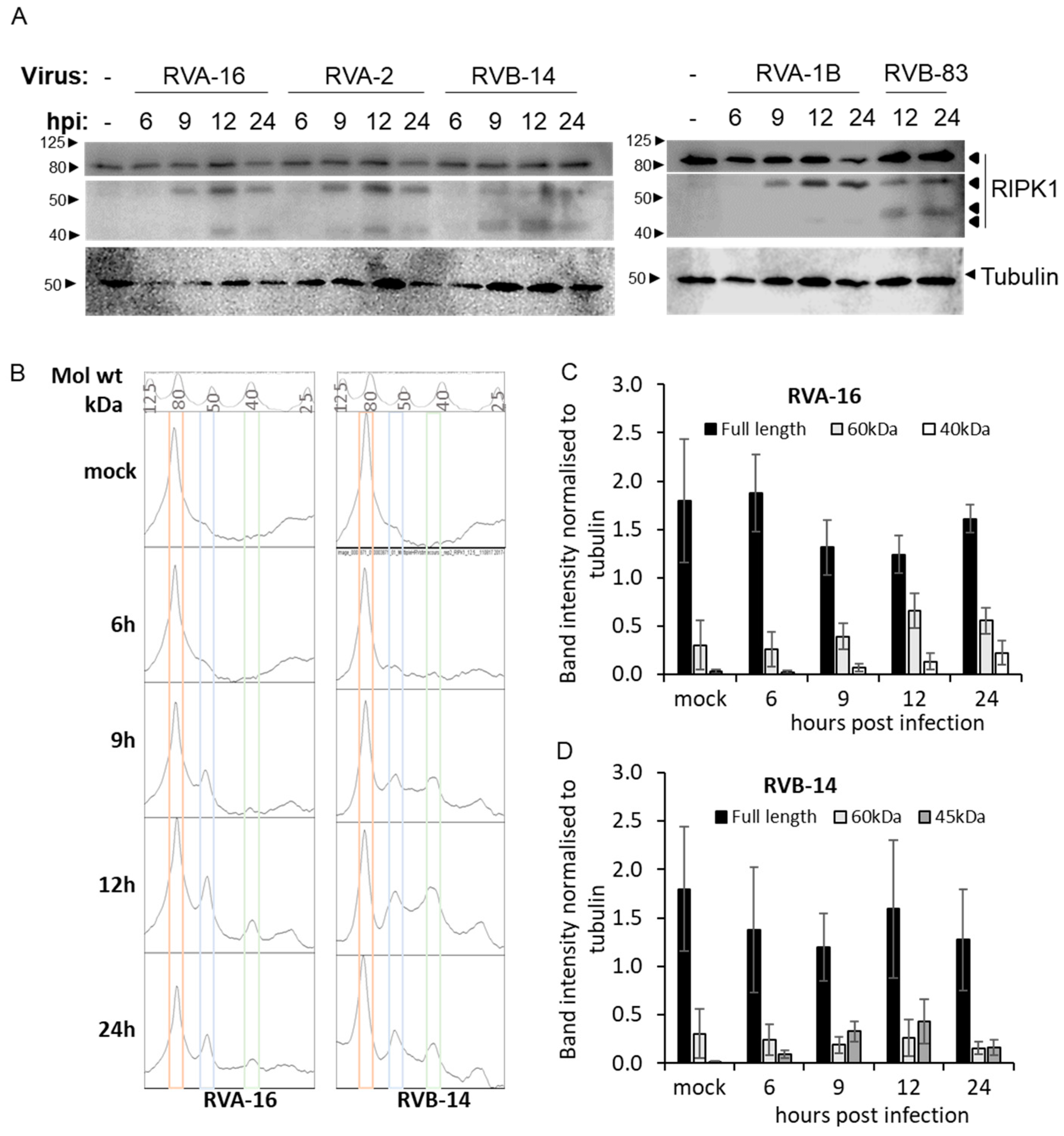 Viruses 13 02402 g001