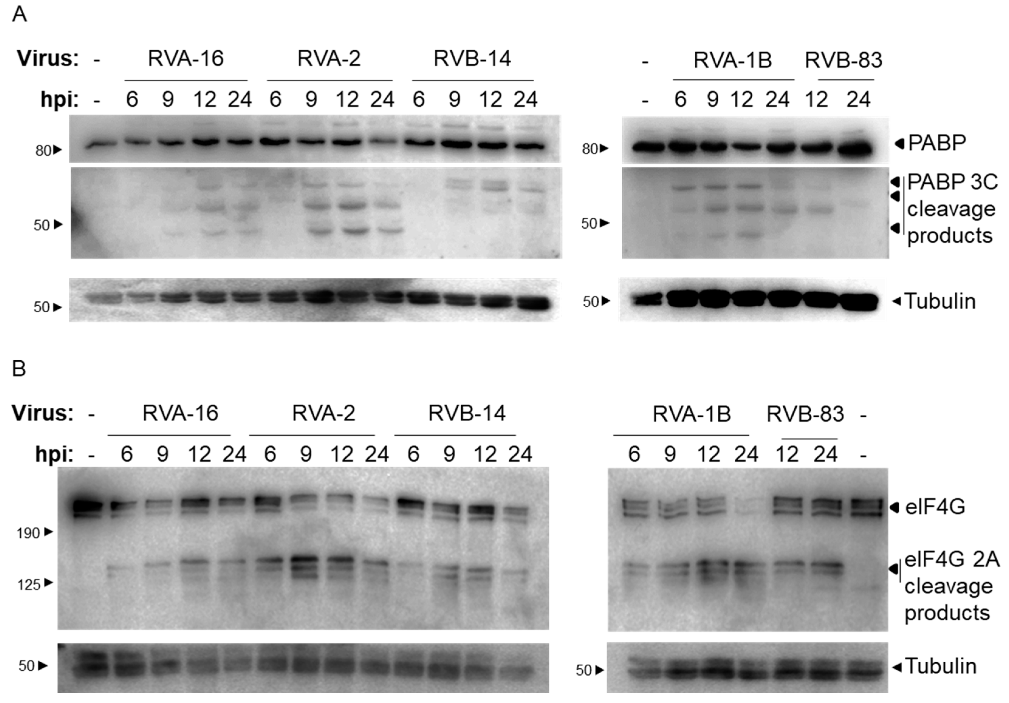 Viruses 13 02402 g002