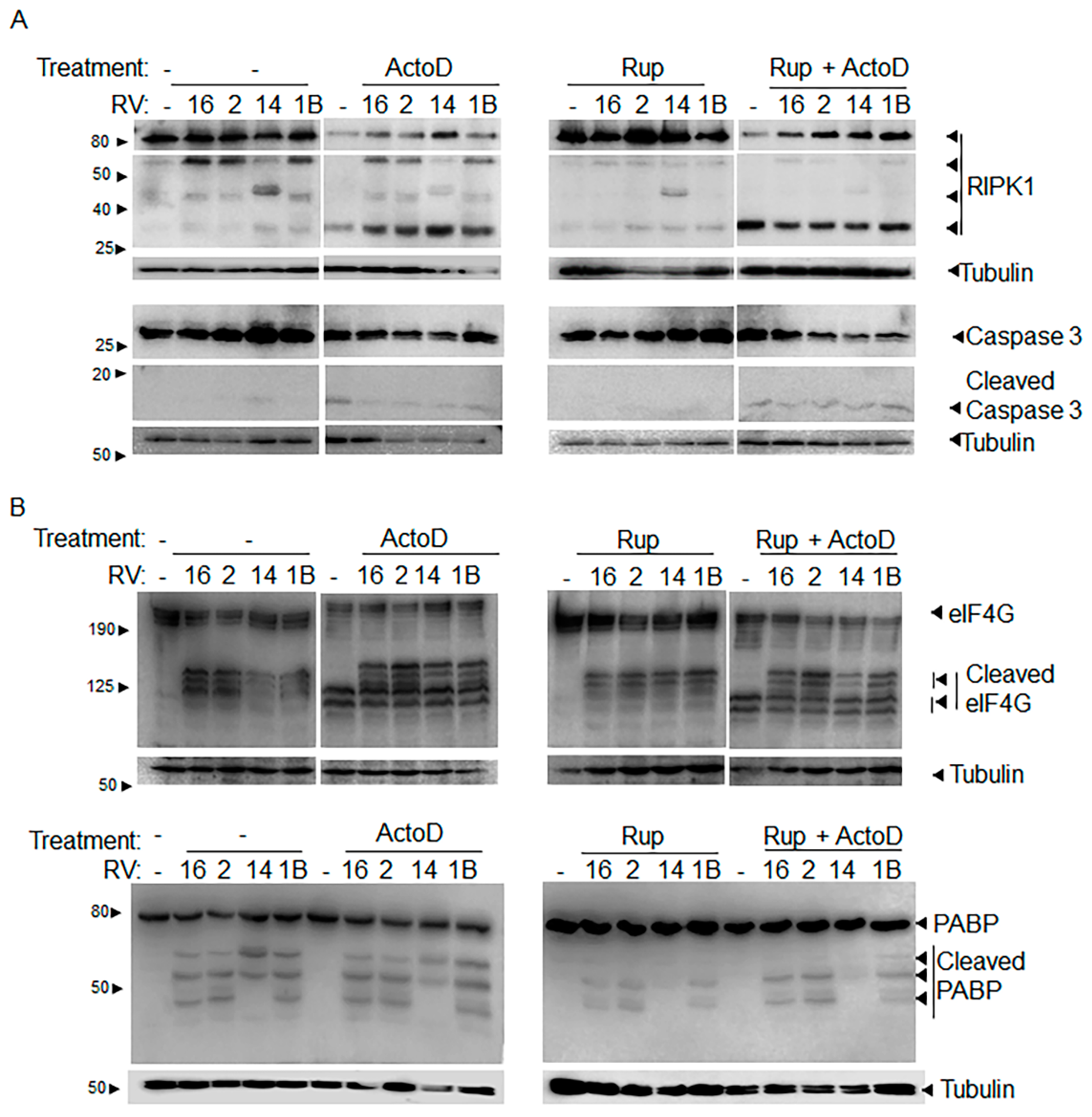 Viruses 13 02402 g003