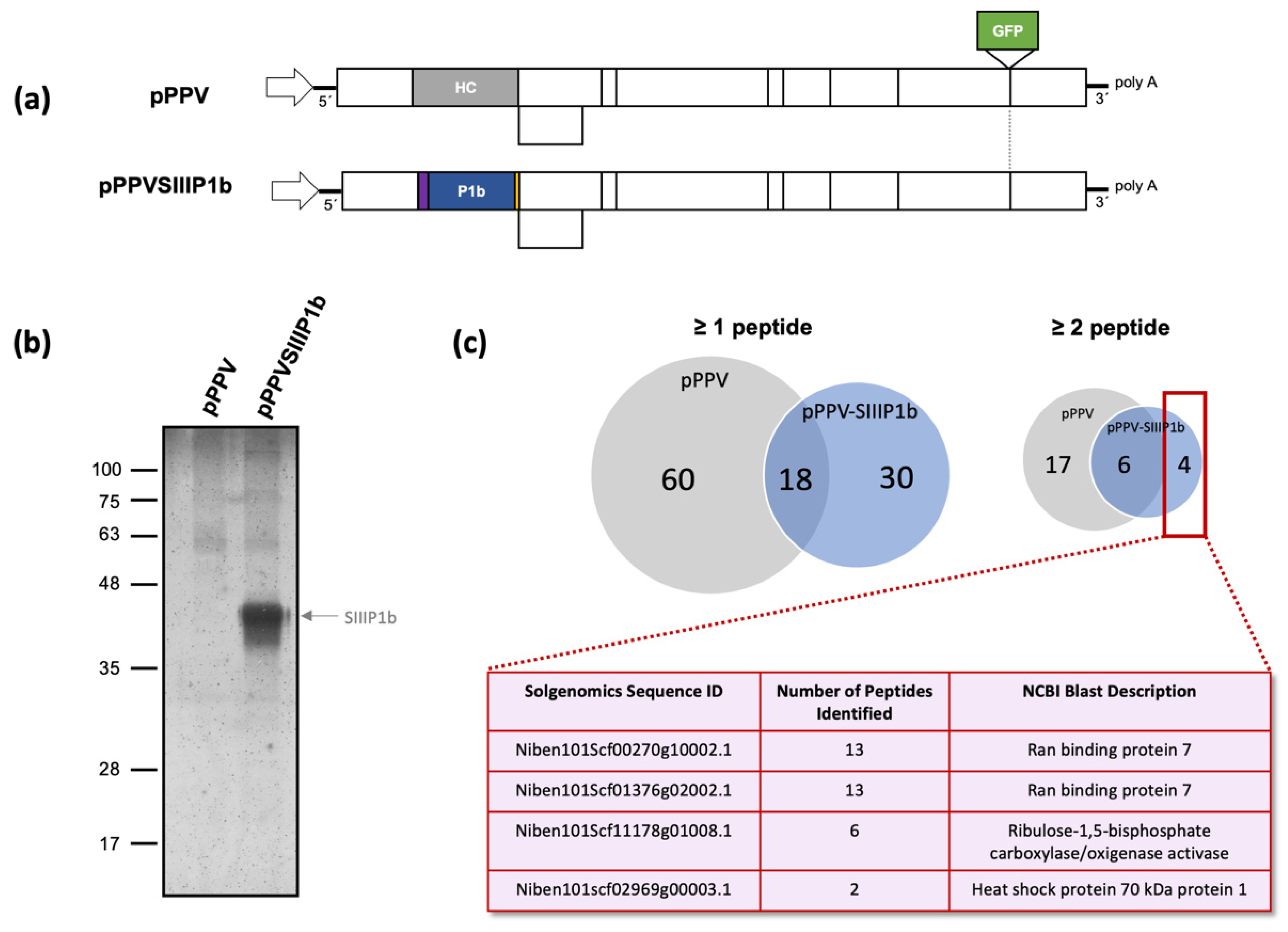 Viruses 13 02406 g001