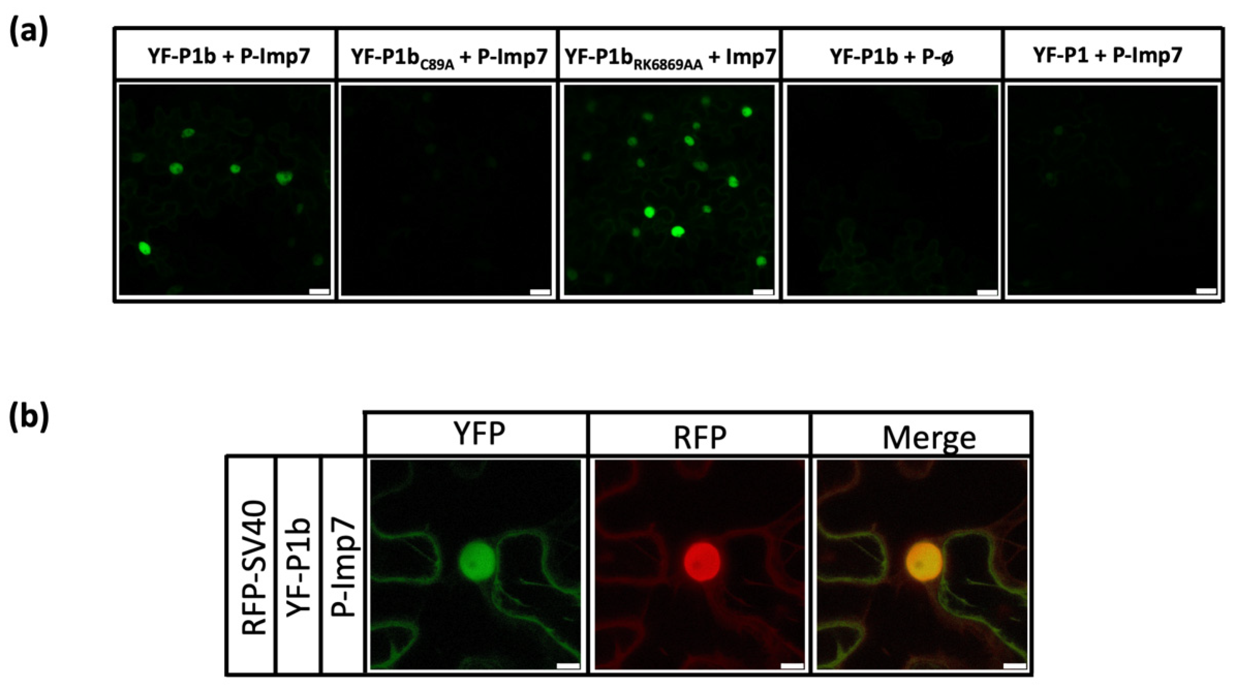 Viruses 13 02406 g002