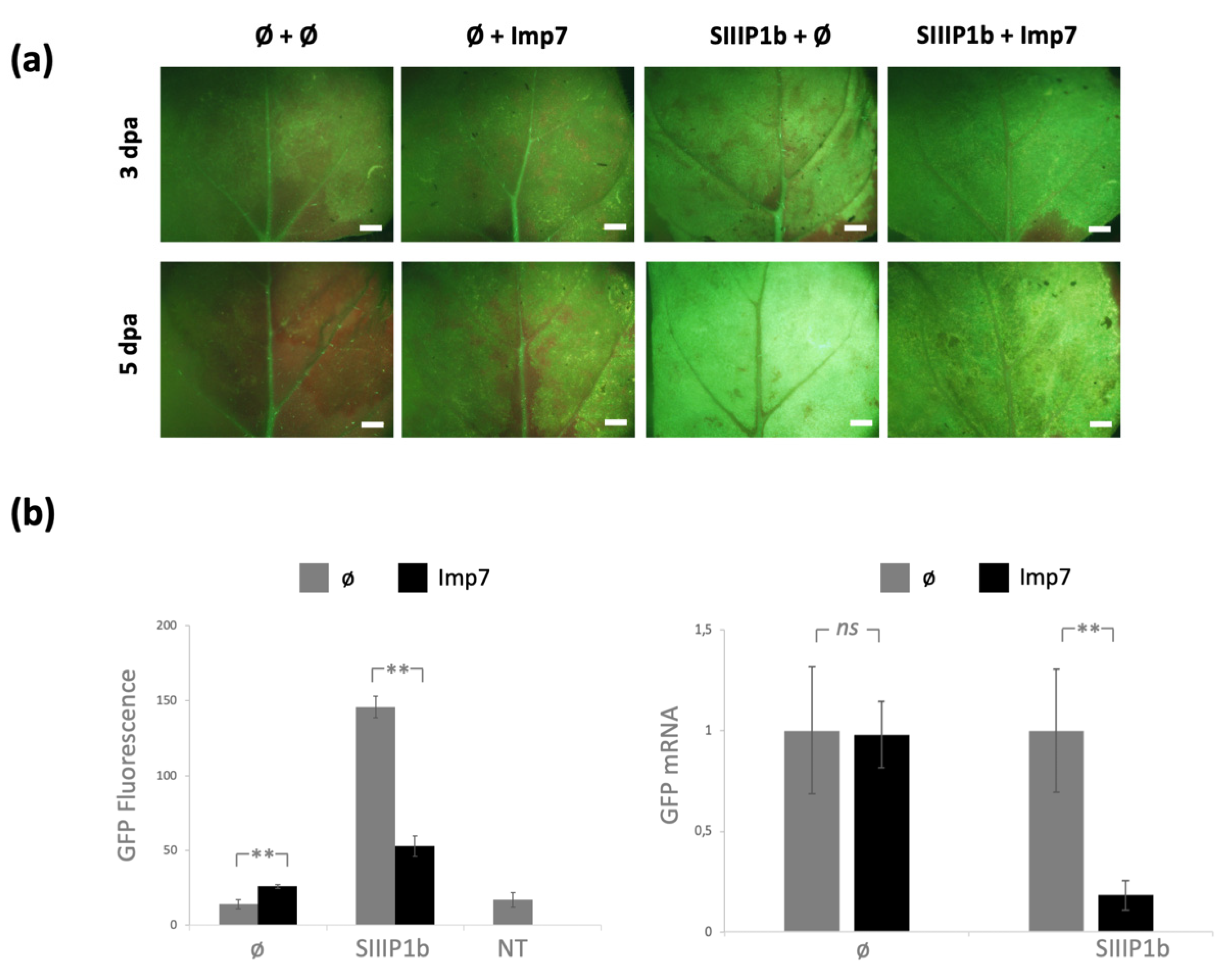 Viruses 13 02406 g004