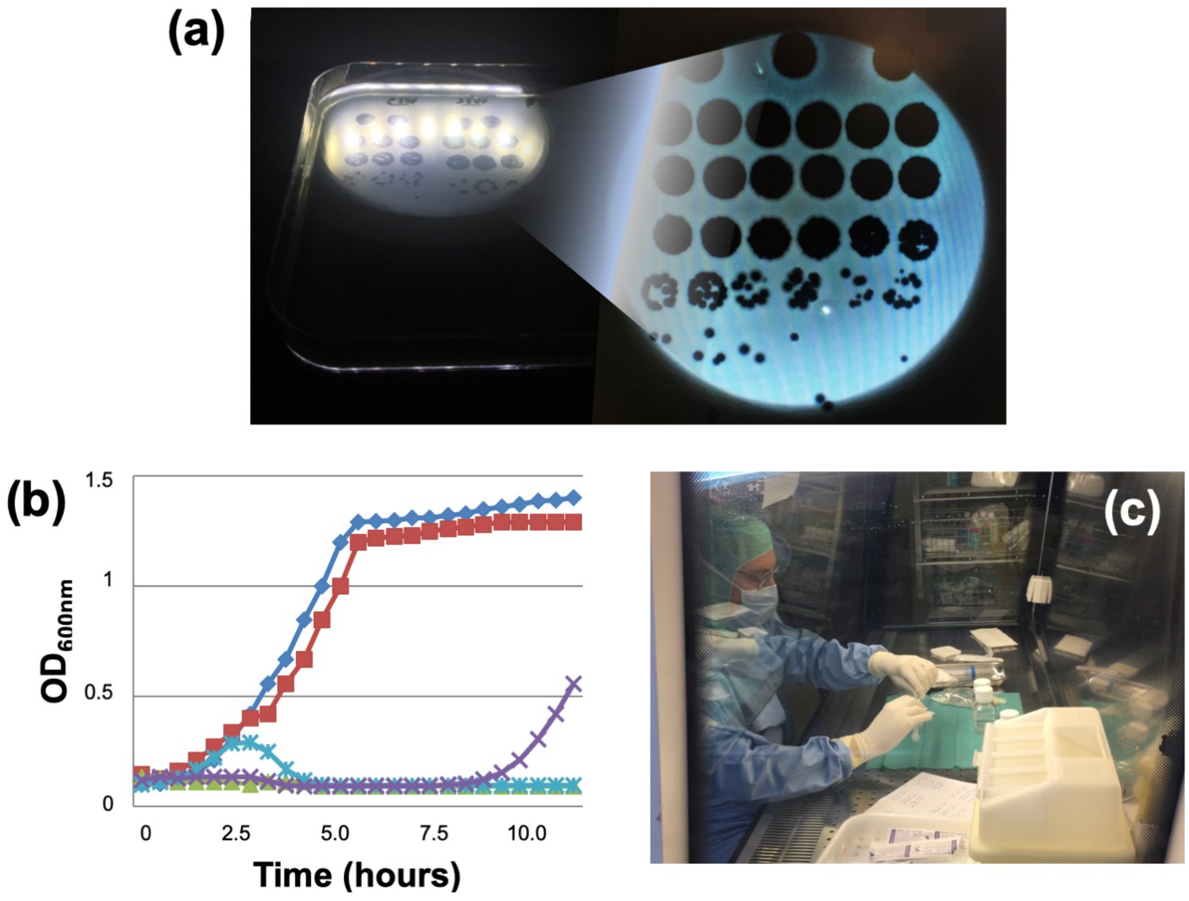 Viruses 13 02414 g004
