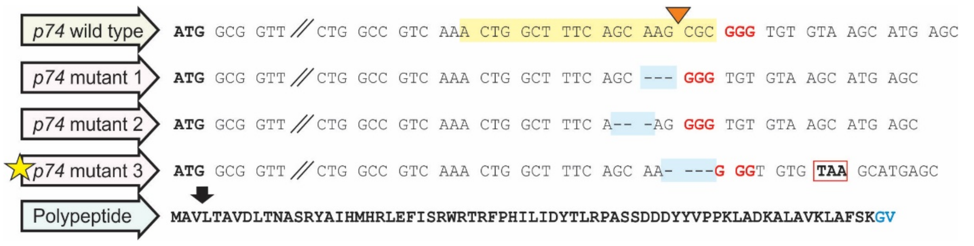 Viruses 13 02416 g003 Viruses 13 02416 g003