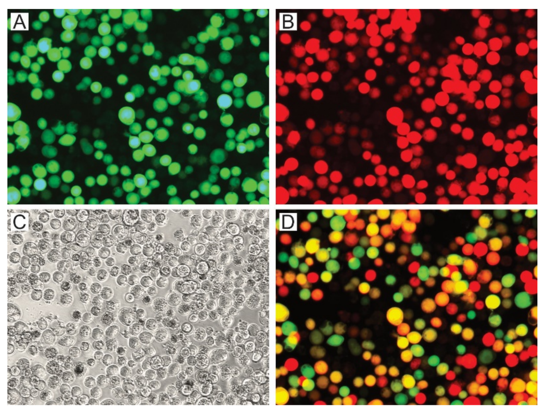 Viruses 13 02416 g004 Viruses 13 02416 g004
