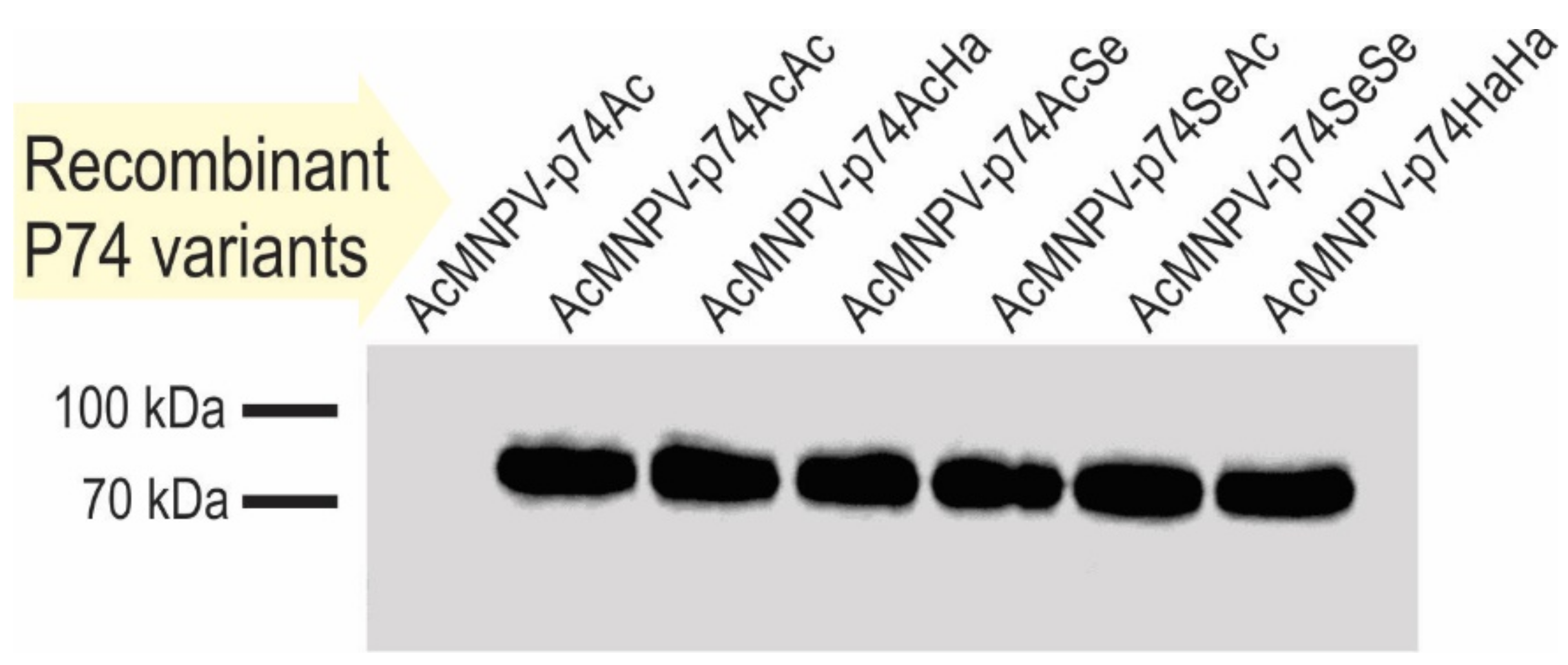 Viruses 13 02416 g005 Viruses 13 02416 g005
