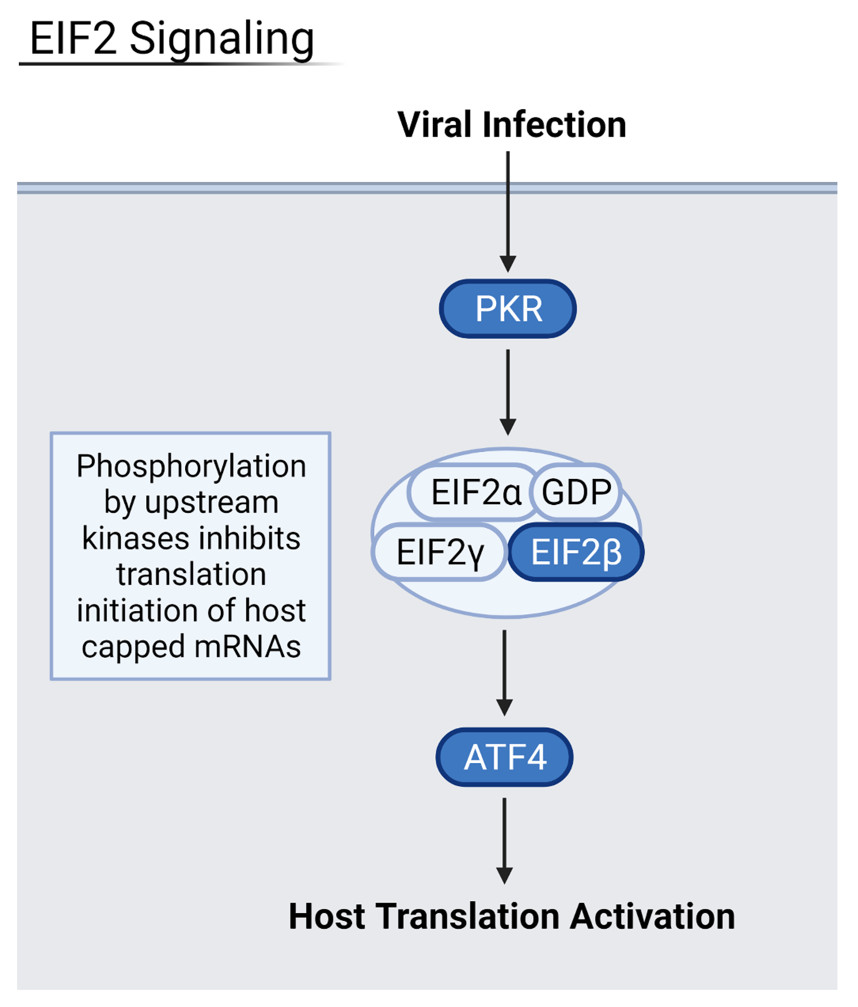 Viruses 13 02418 g005