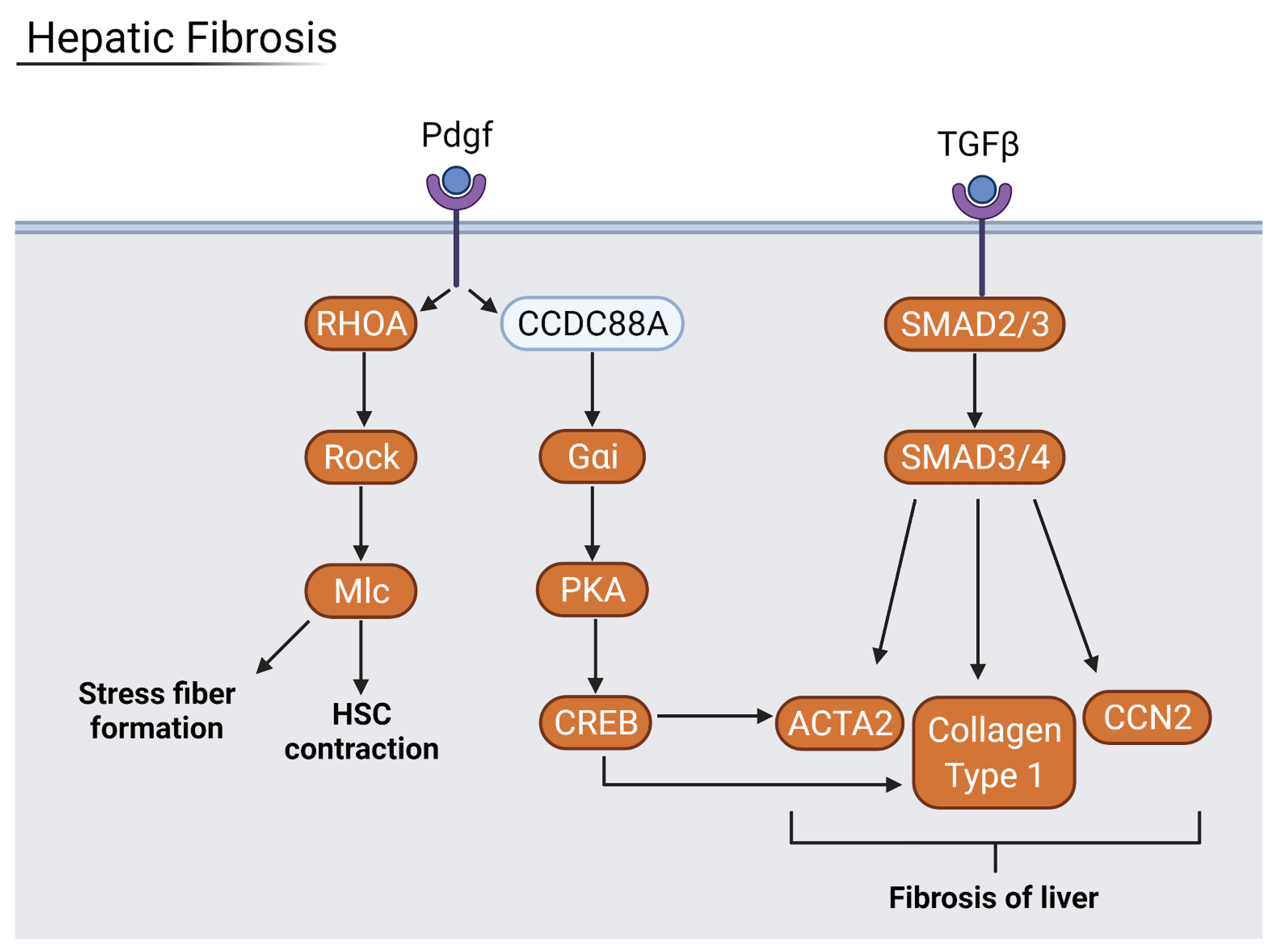 Viruses 13 02418 g011