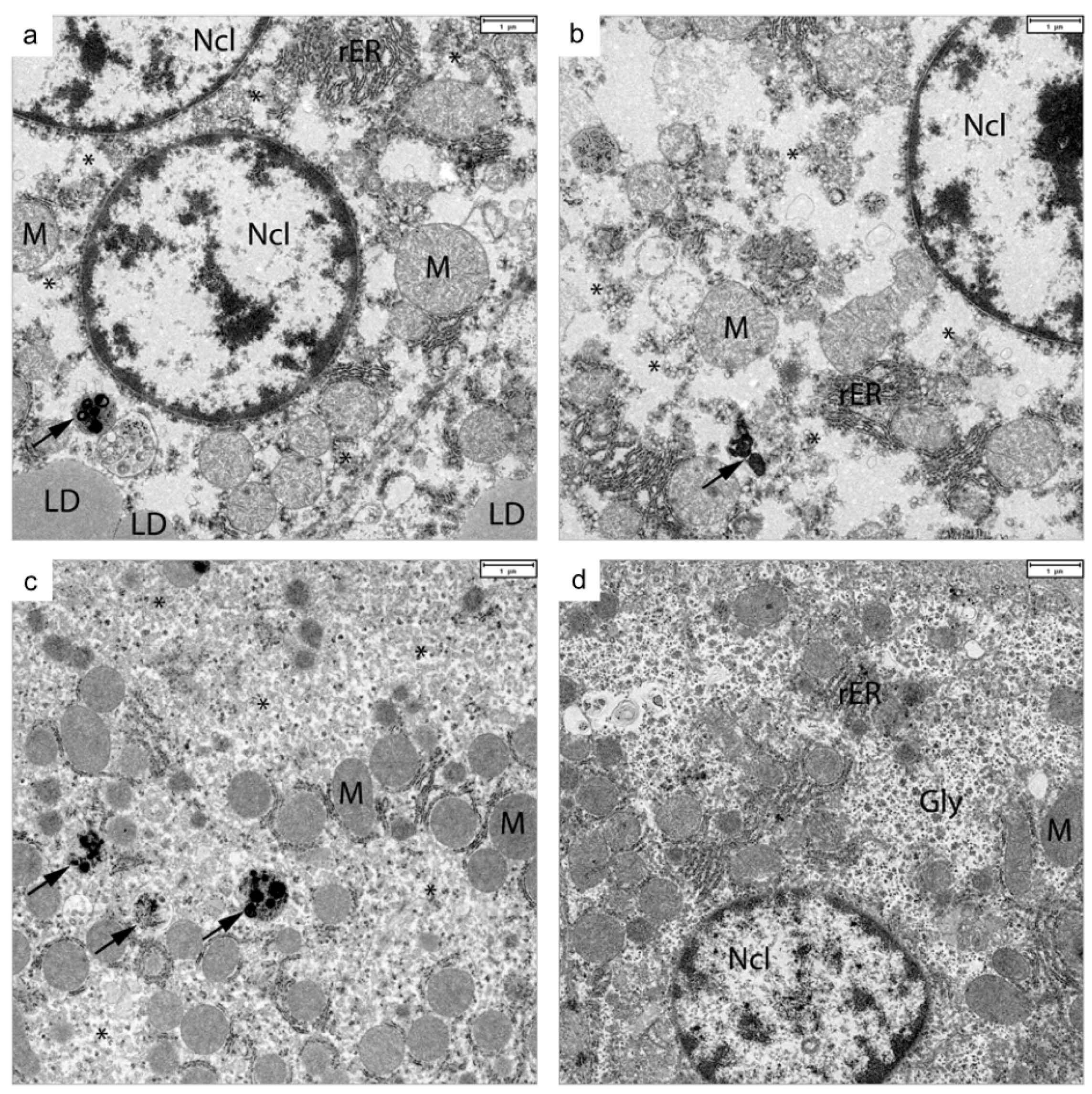 Viruses 13 02421 g005