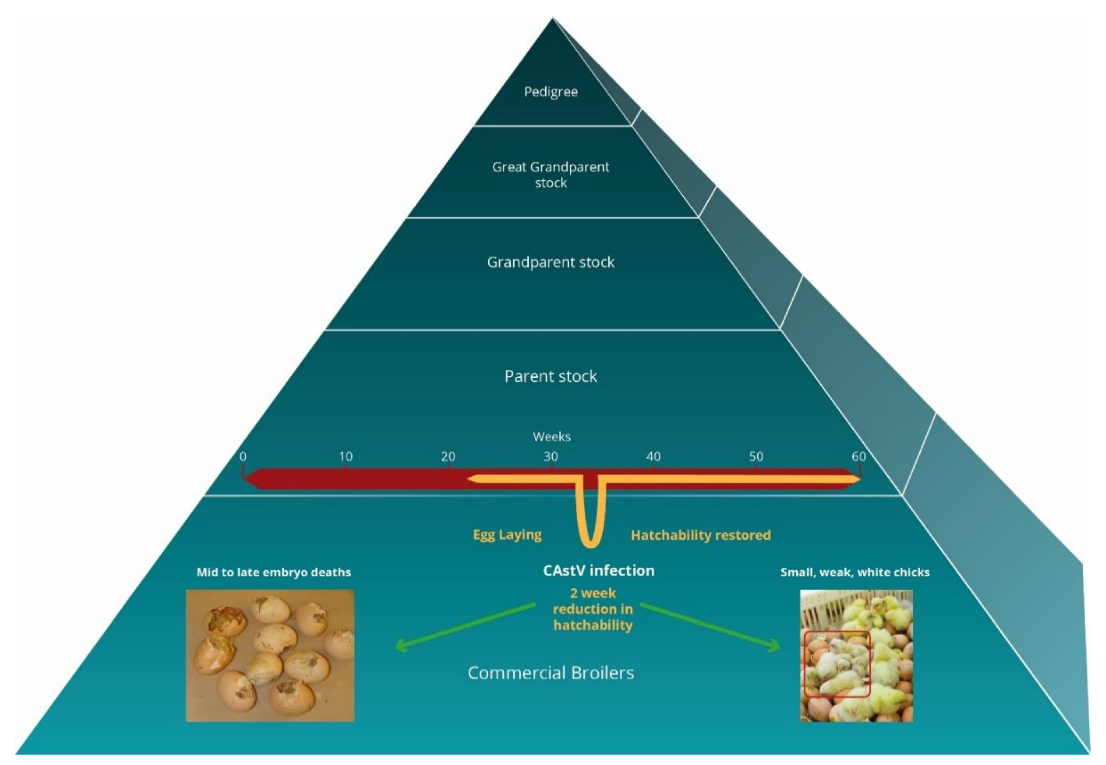 Viruses 13 02435 g001