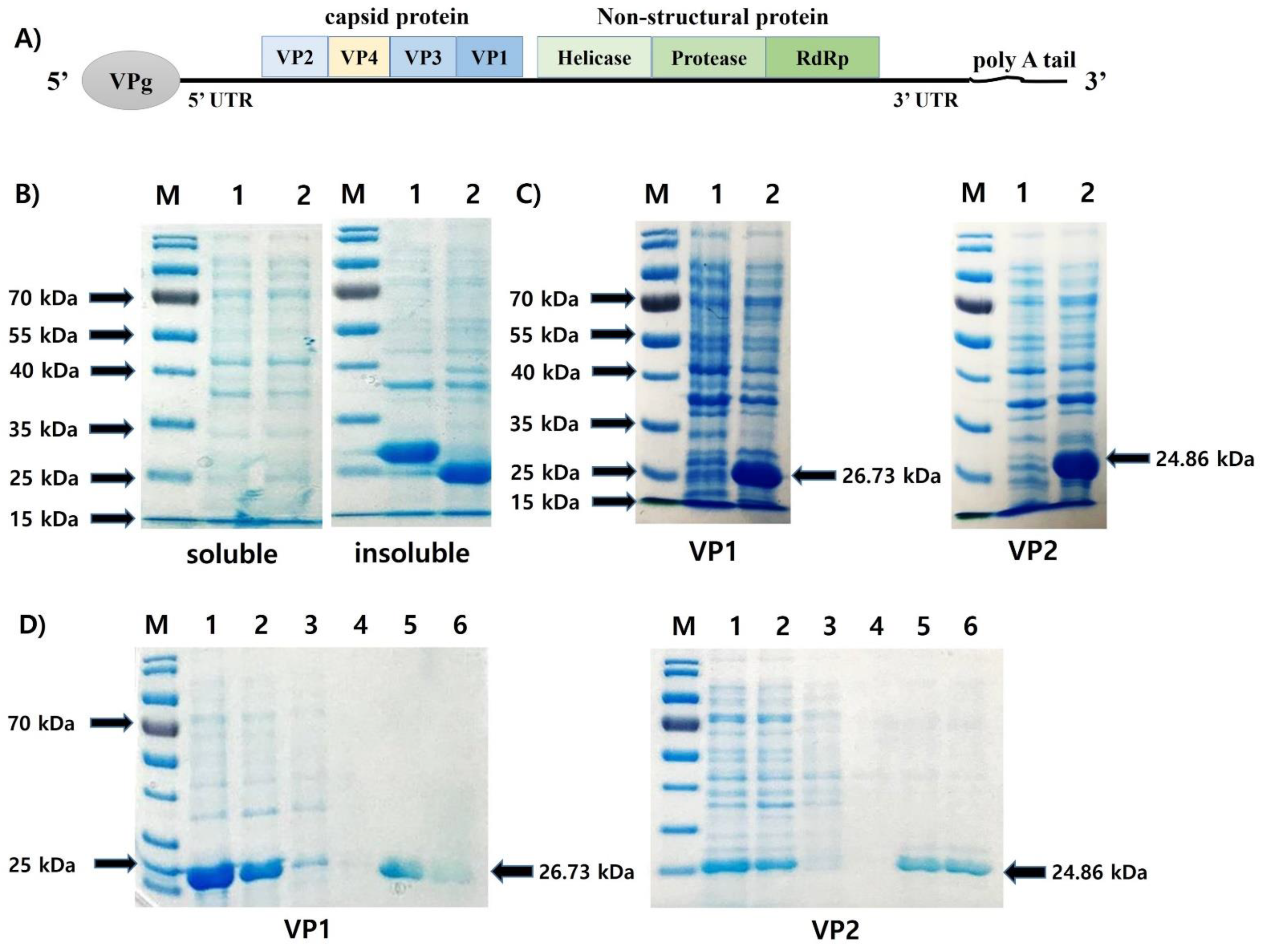 Viruses 13 02439 g001 Viruses 13 02439 g001