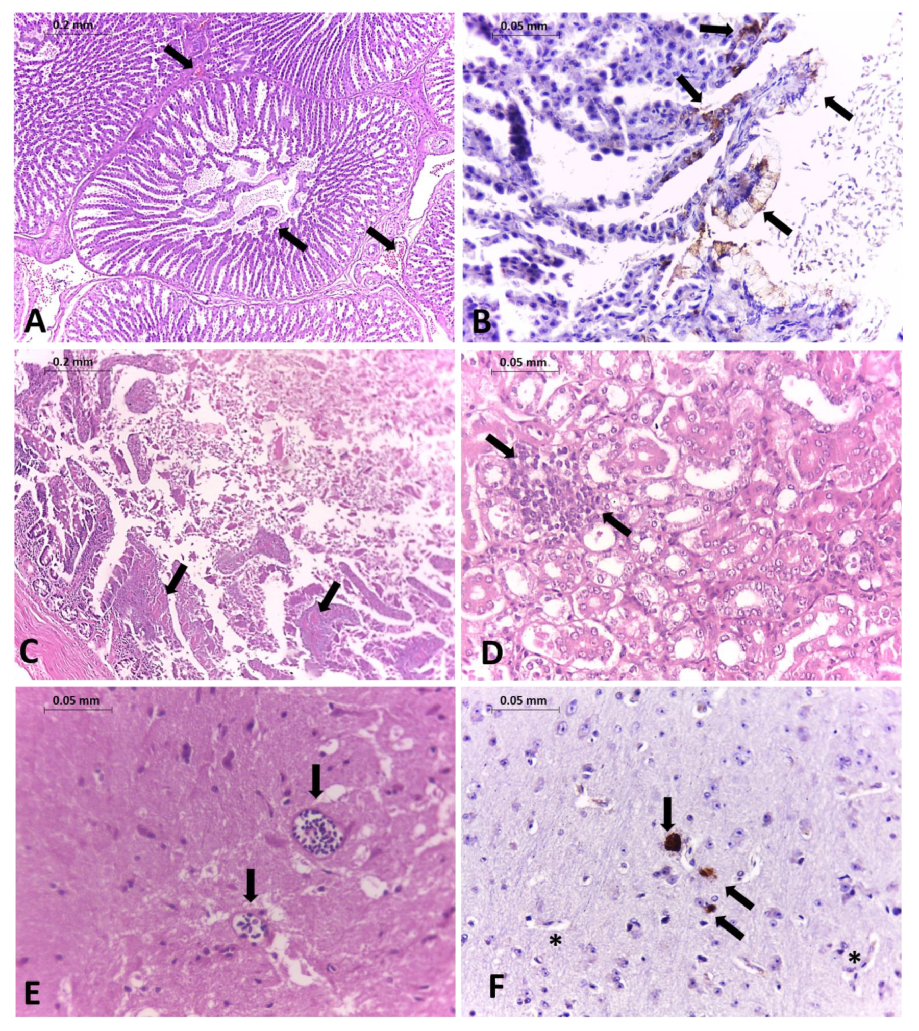 Viruses 13 02446 g001