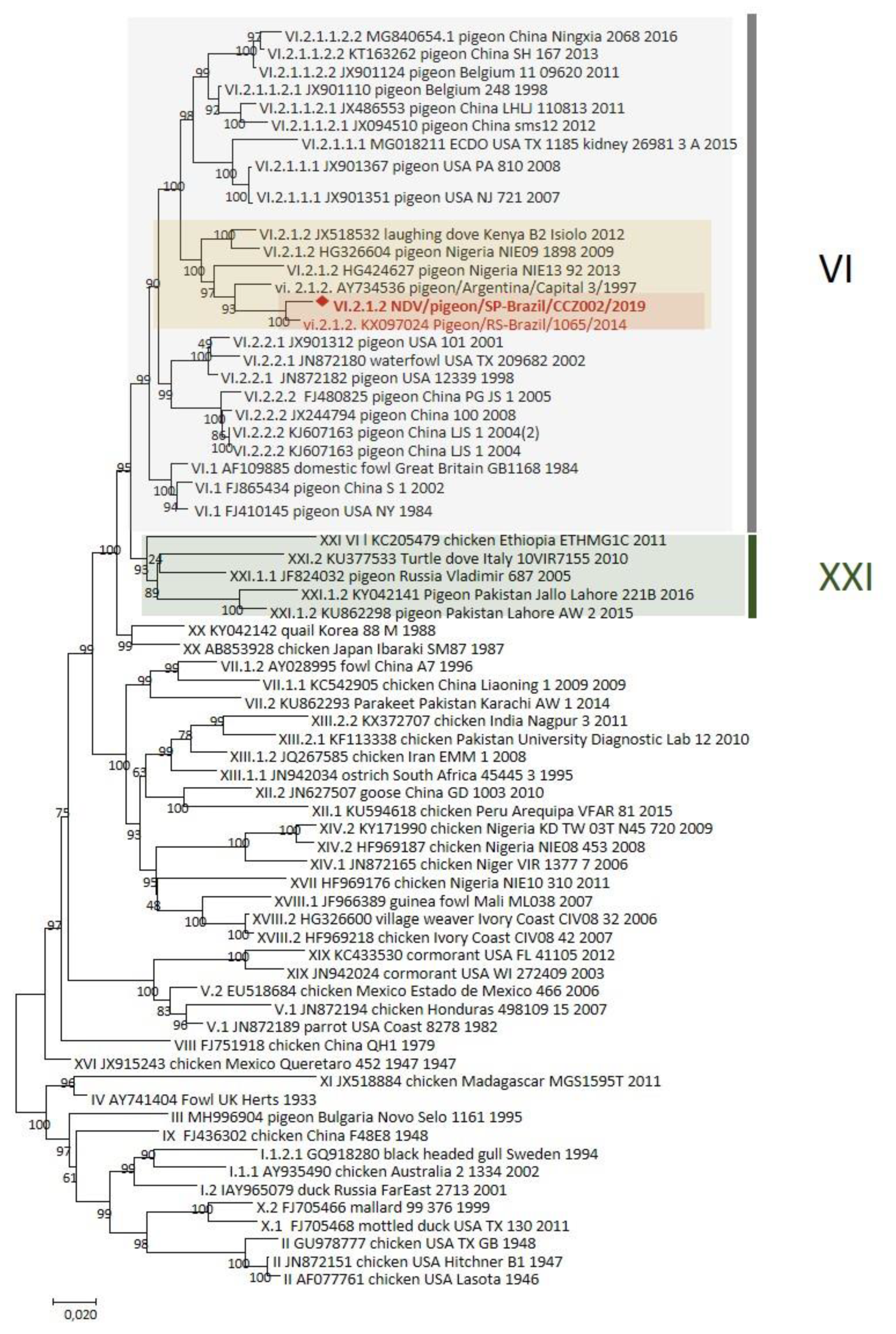 Viruses 13 02446 g002