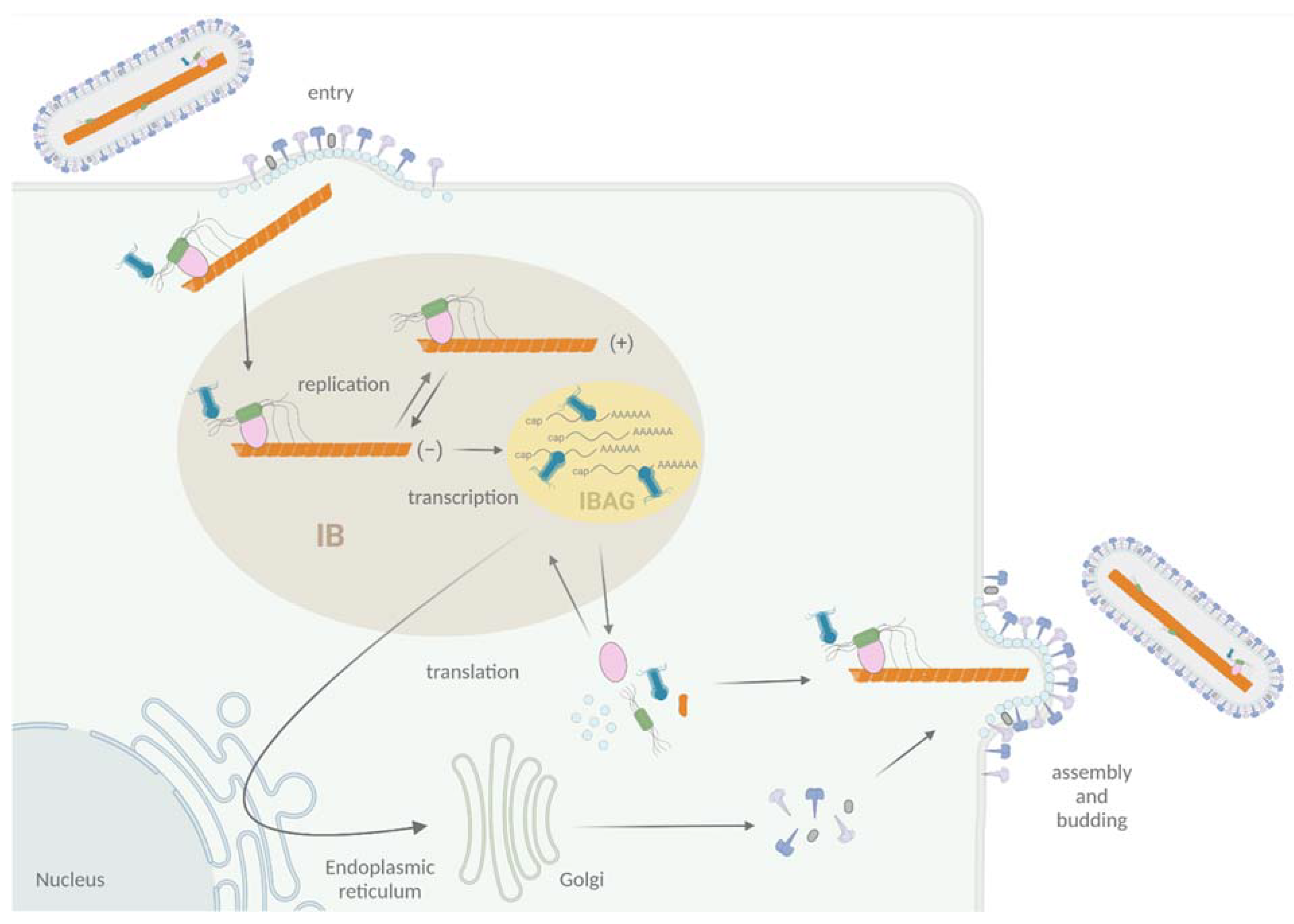 Viruses 13 02449 g002