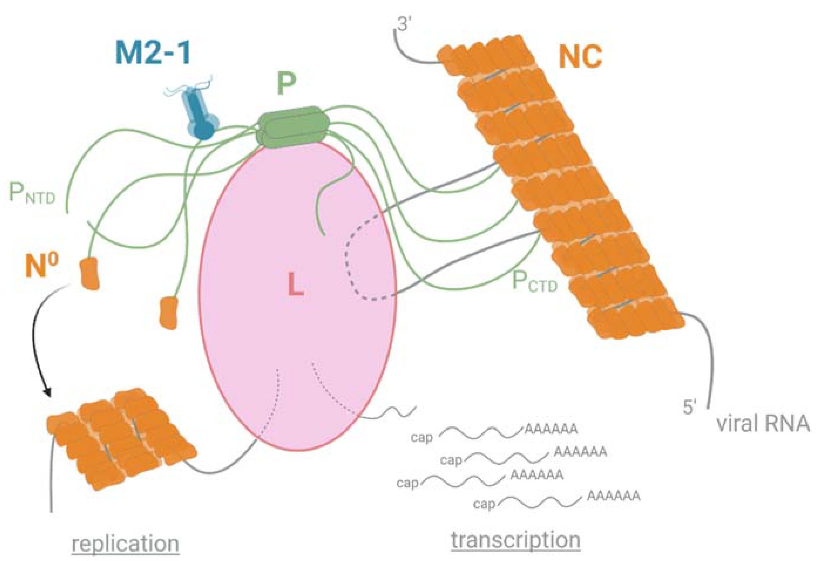 Viruses 13 02449 g003