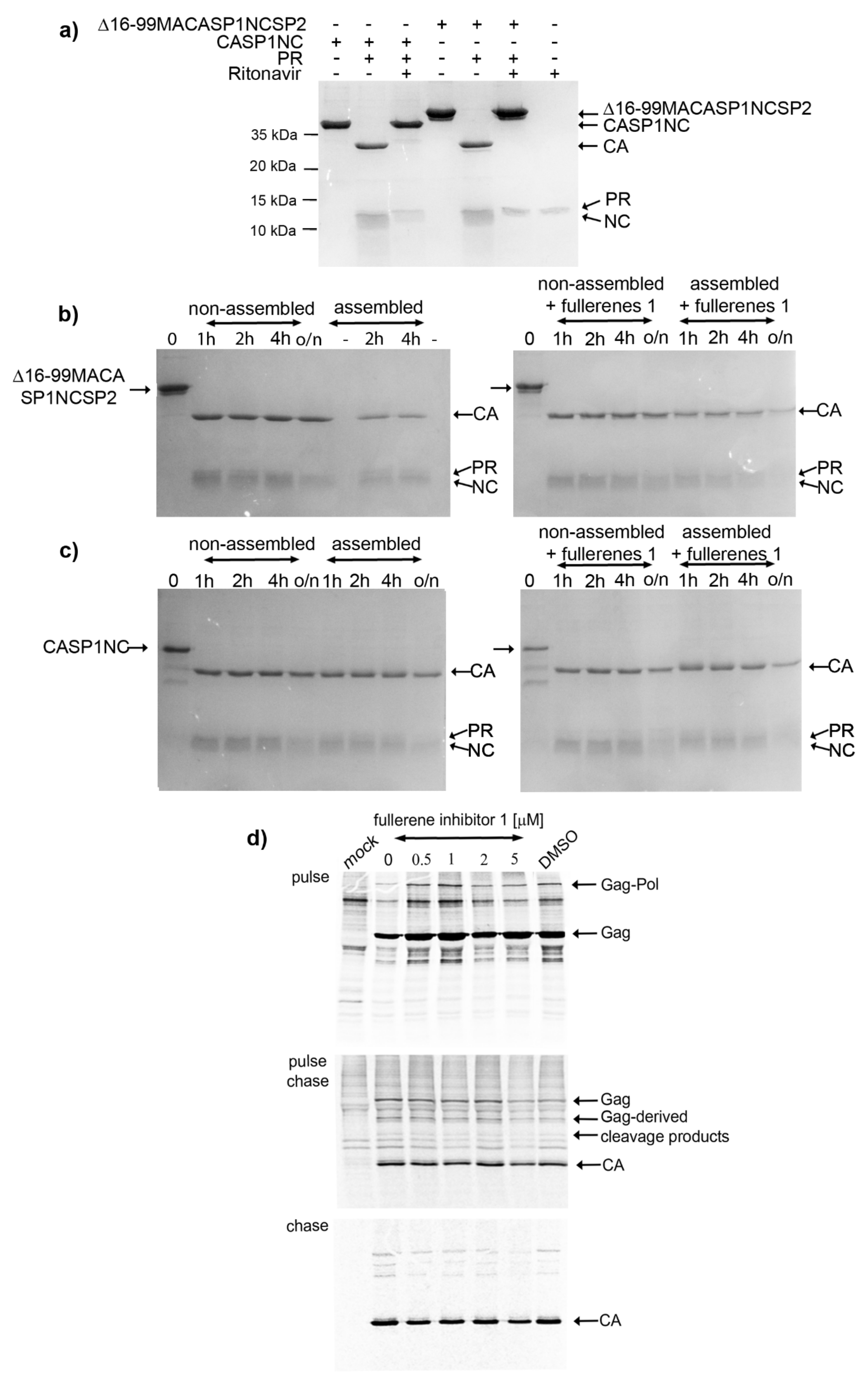Viruses 13 02451 g002