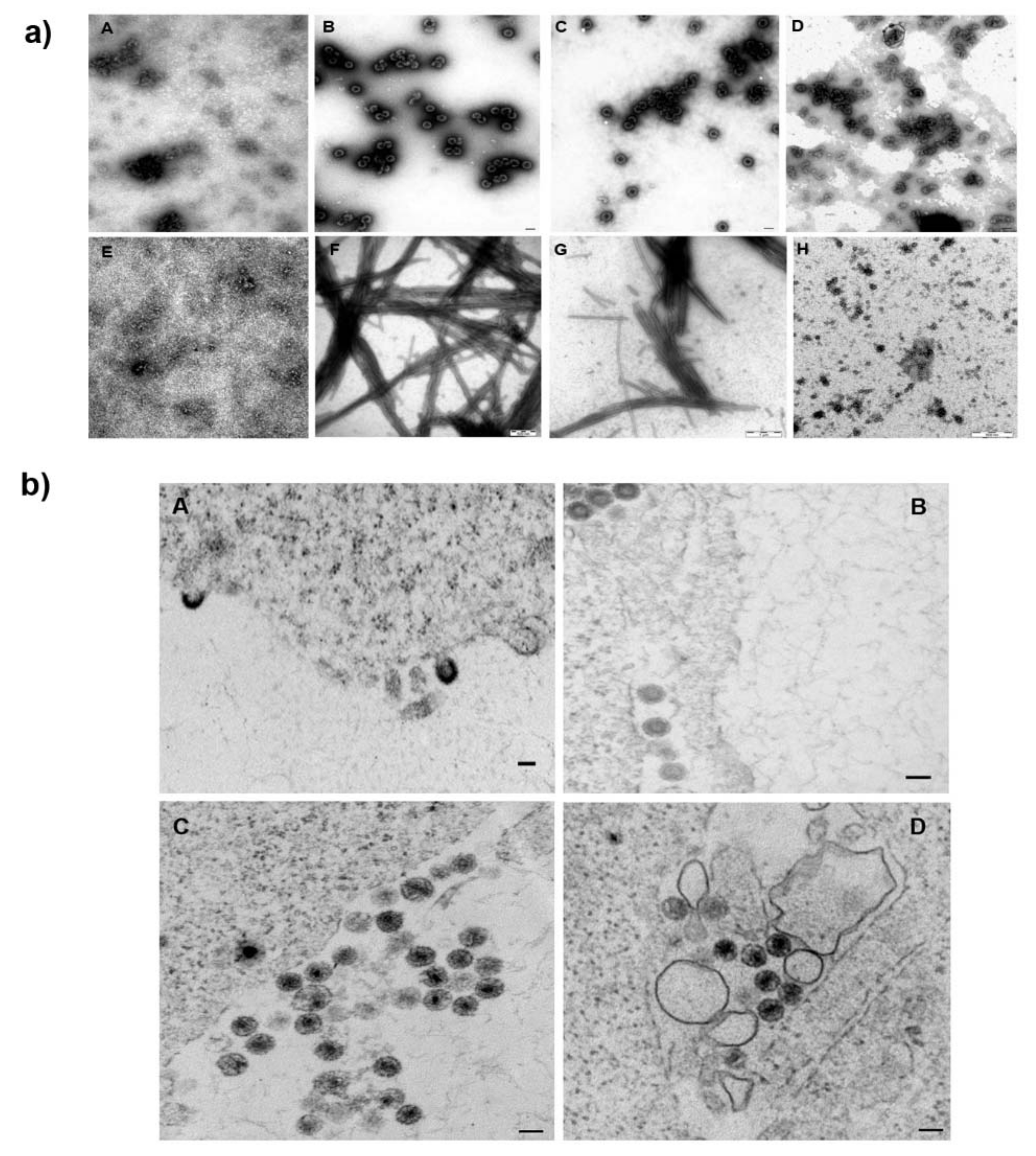 Viruses 13 02451 g003