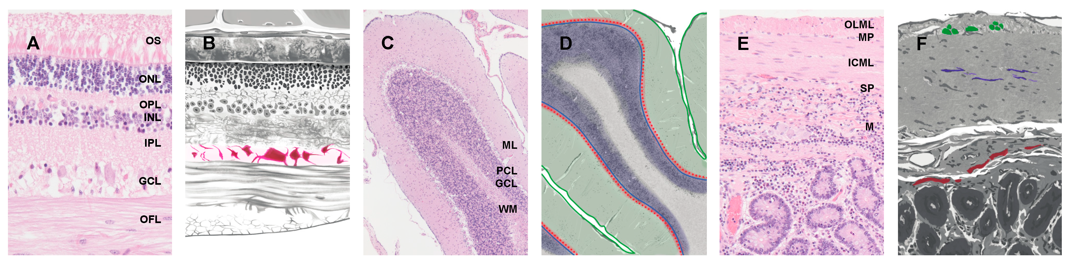 Viruses 13 02453 g001