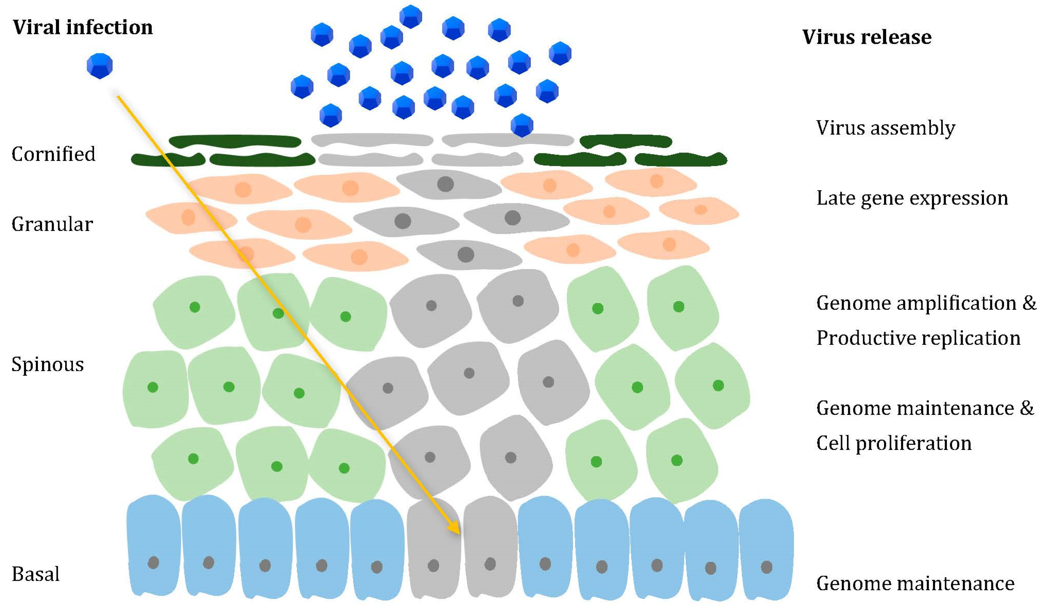 Viruses 13 02455 g001 Viruses 13 02455 g001