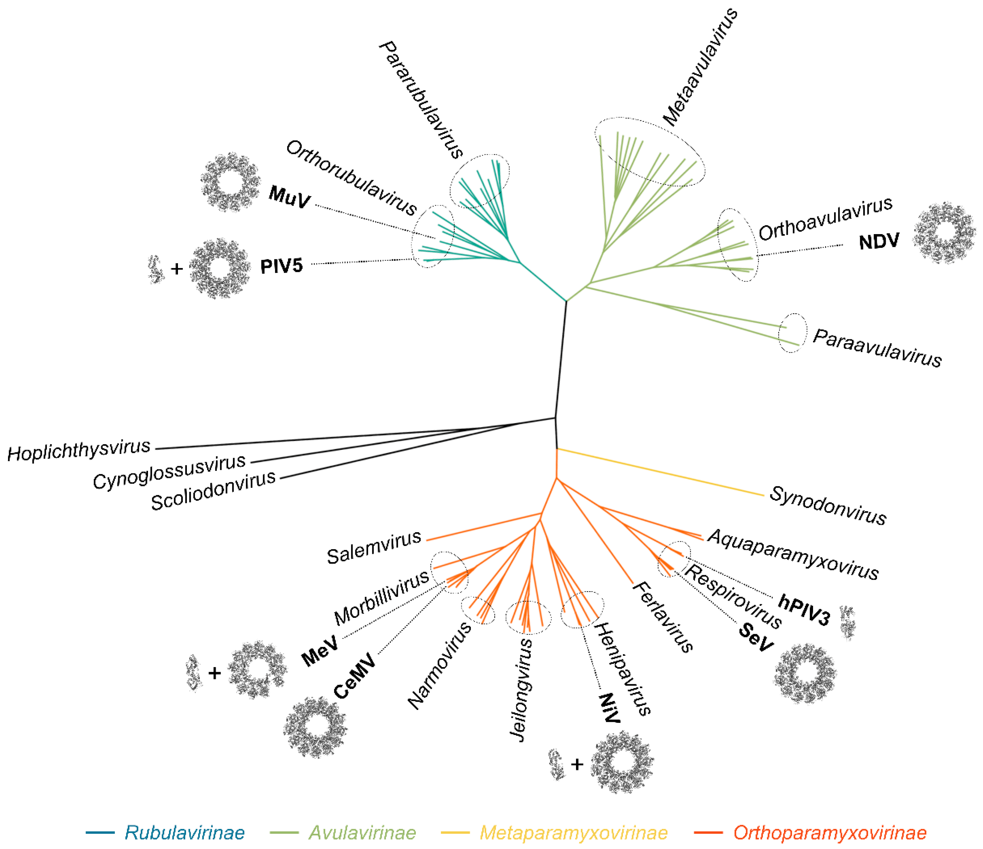 Viruses 13 02465 g001