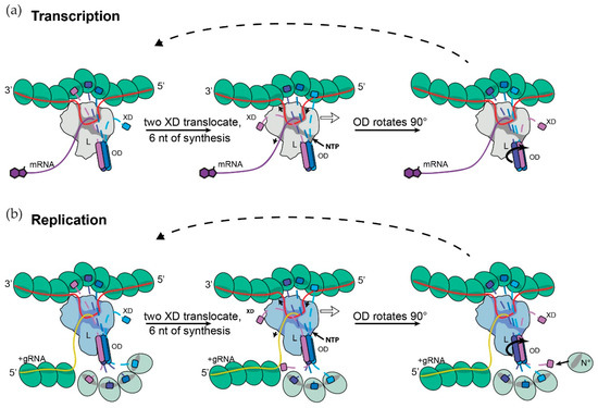 Viruses 13 02466 g005