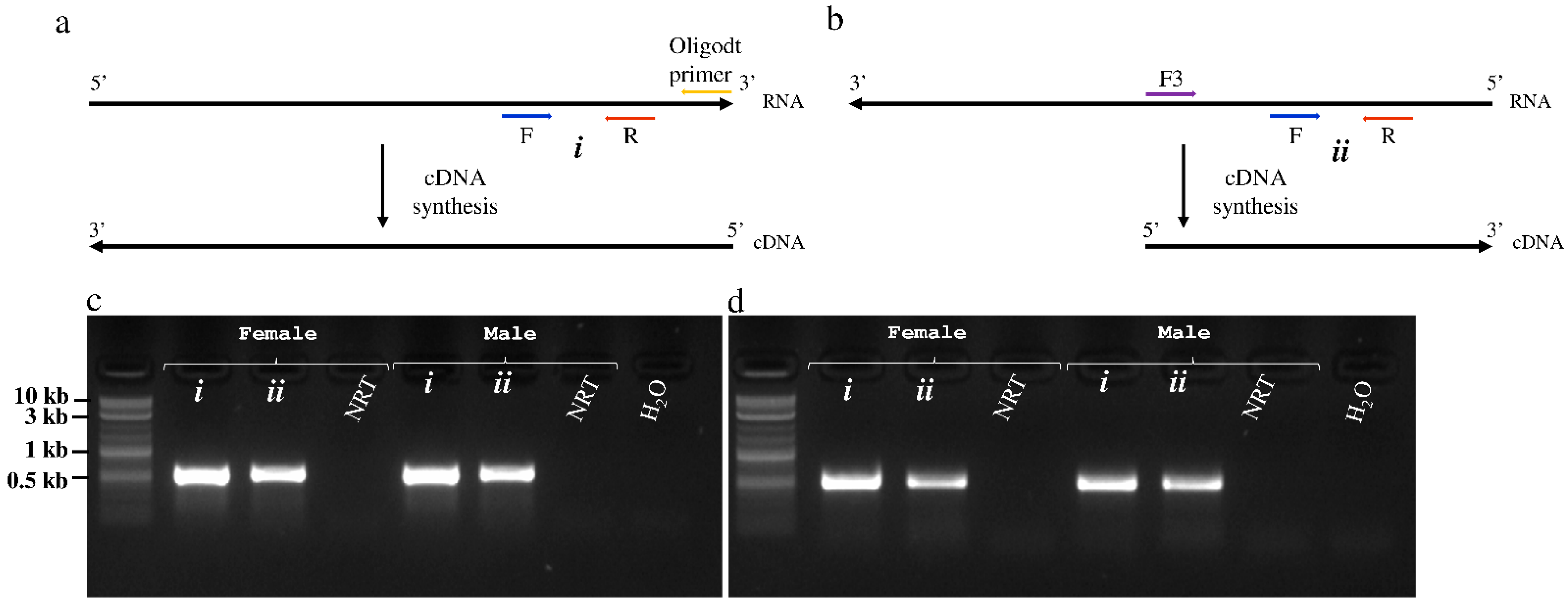 Viruses 13 02472 g005