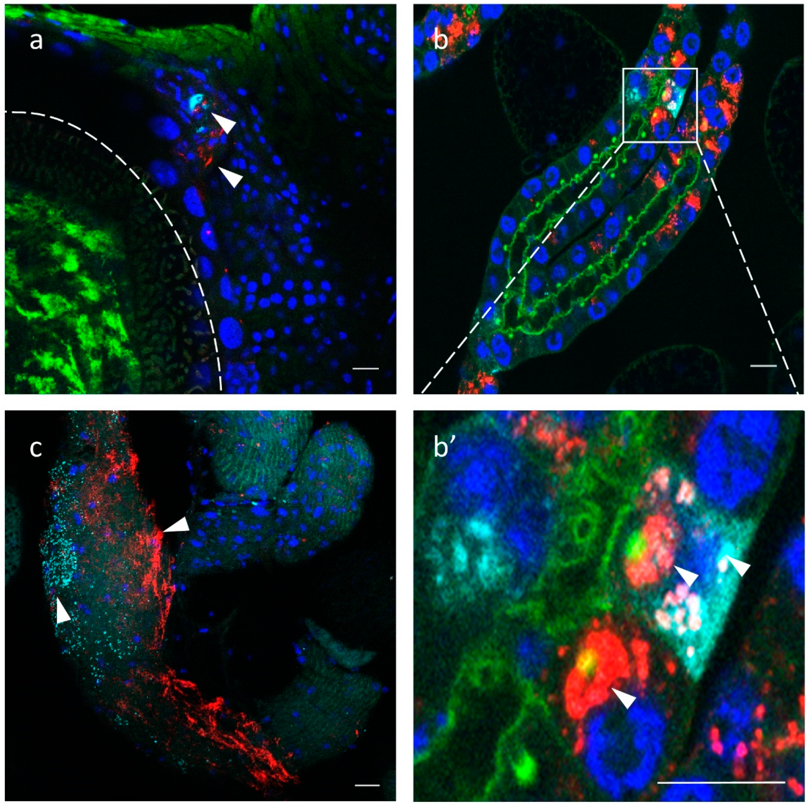 Viruses 13 02472 g007