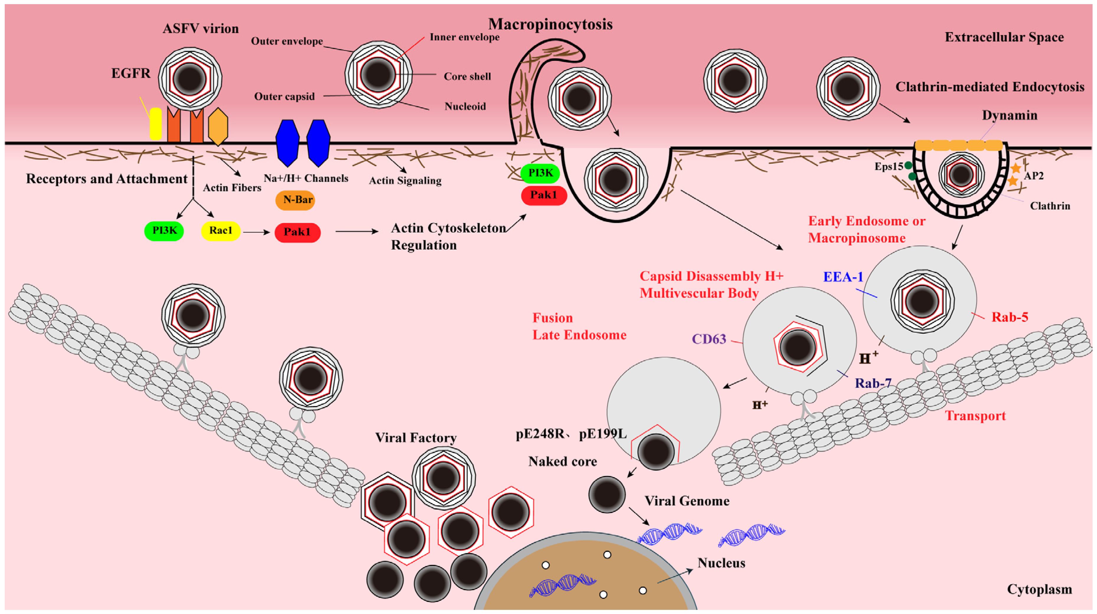 Viruses 13 02495 g002