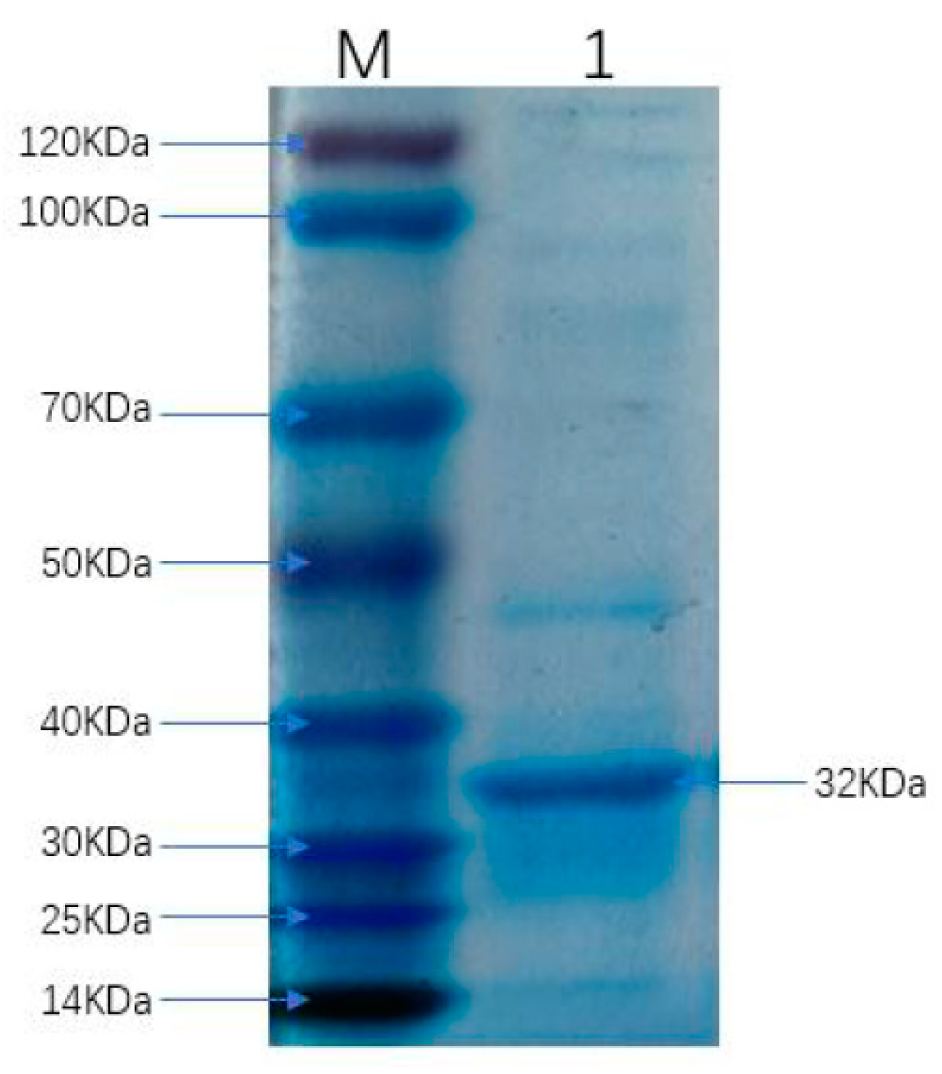 Viruses 13 02496 g002