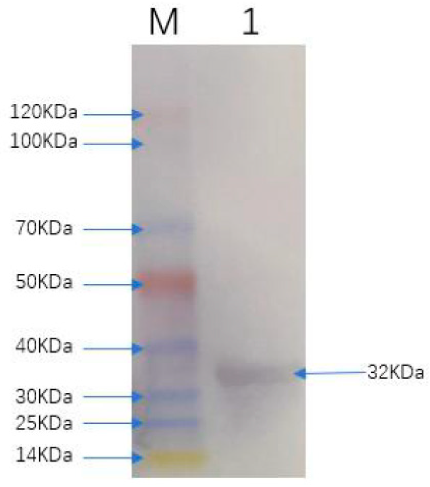 Viruses 13 02496 g003