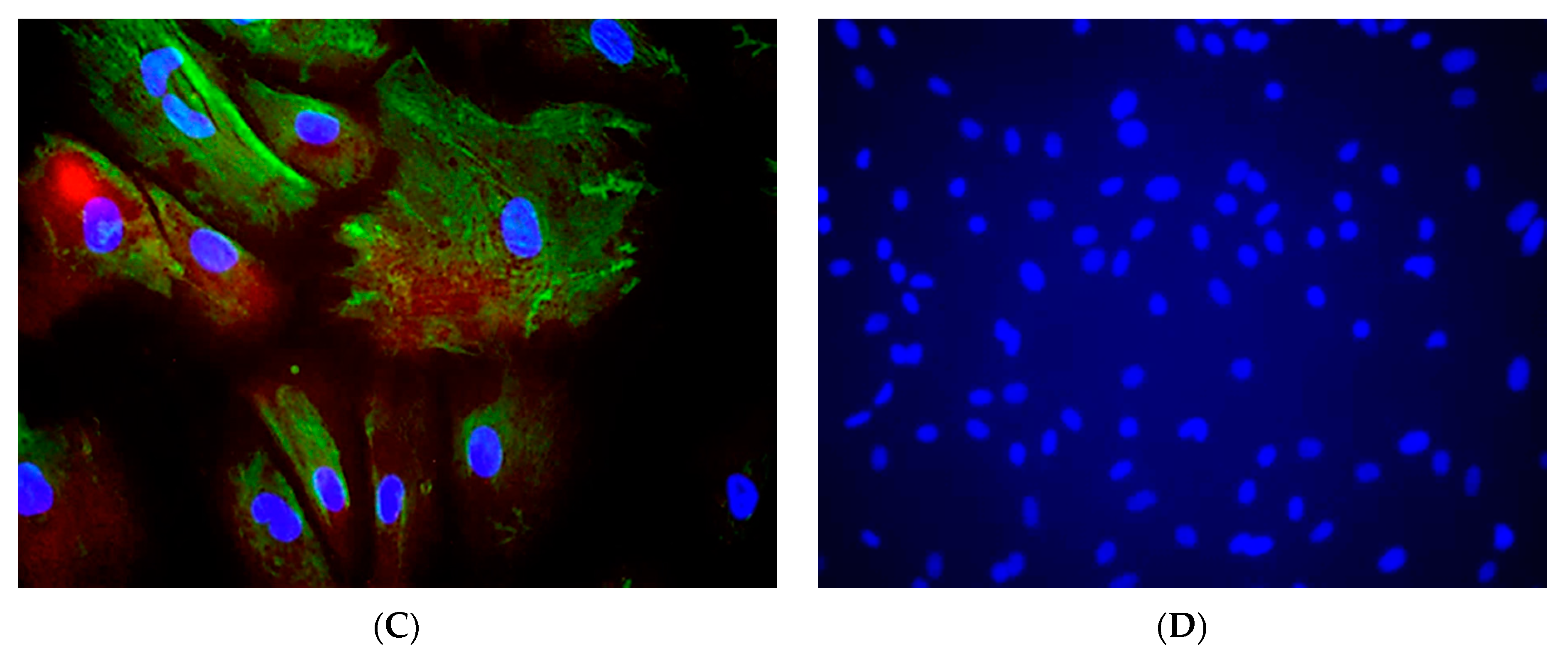 Viruses 13 02497 g001b