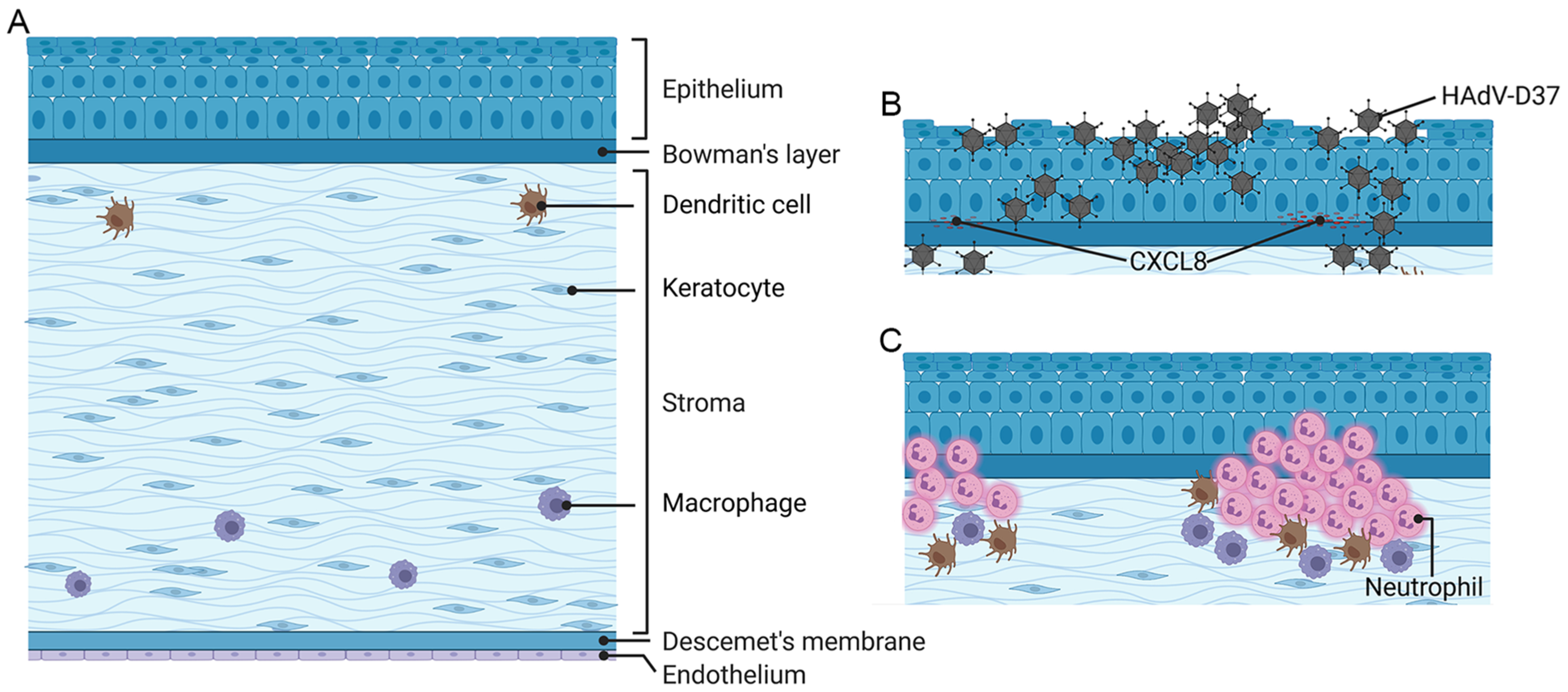 Viruses 13 02505 g001
