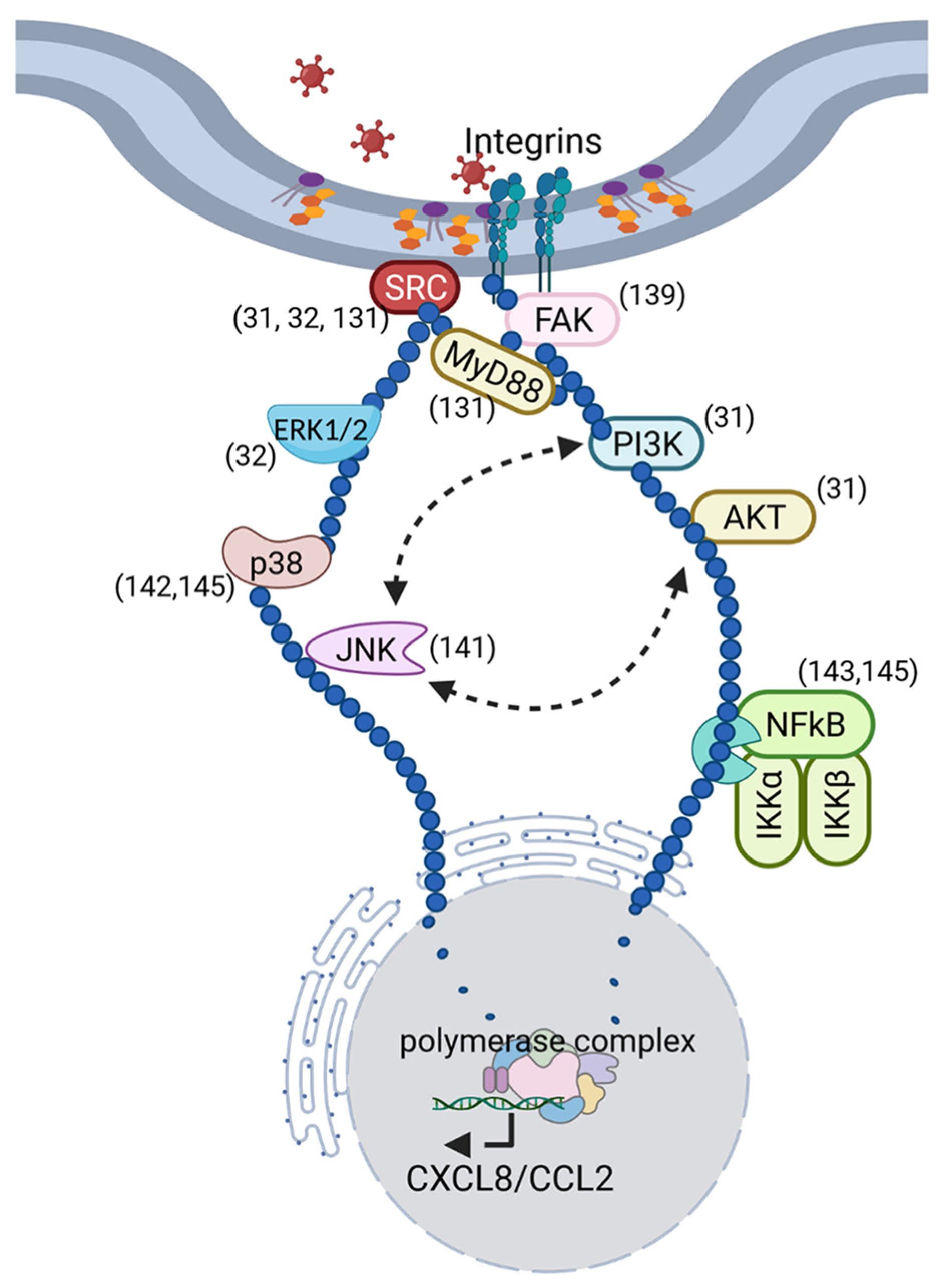 Viruses 13 02505 g002