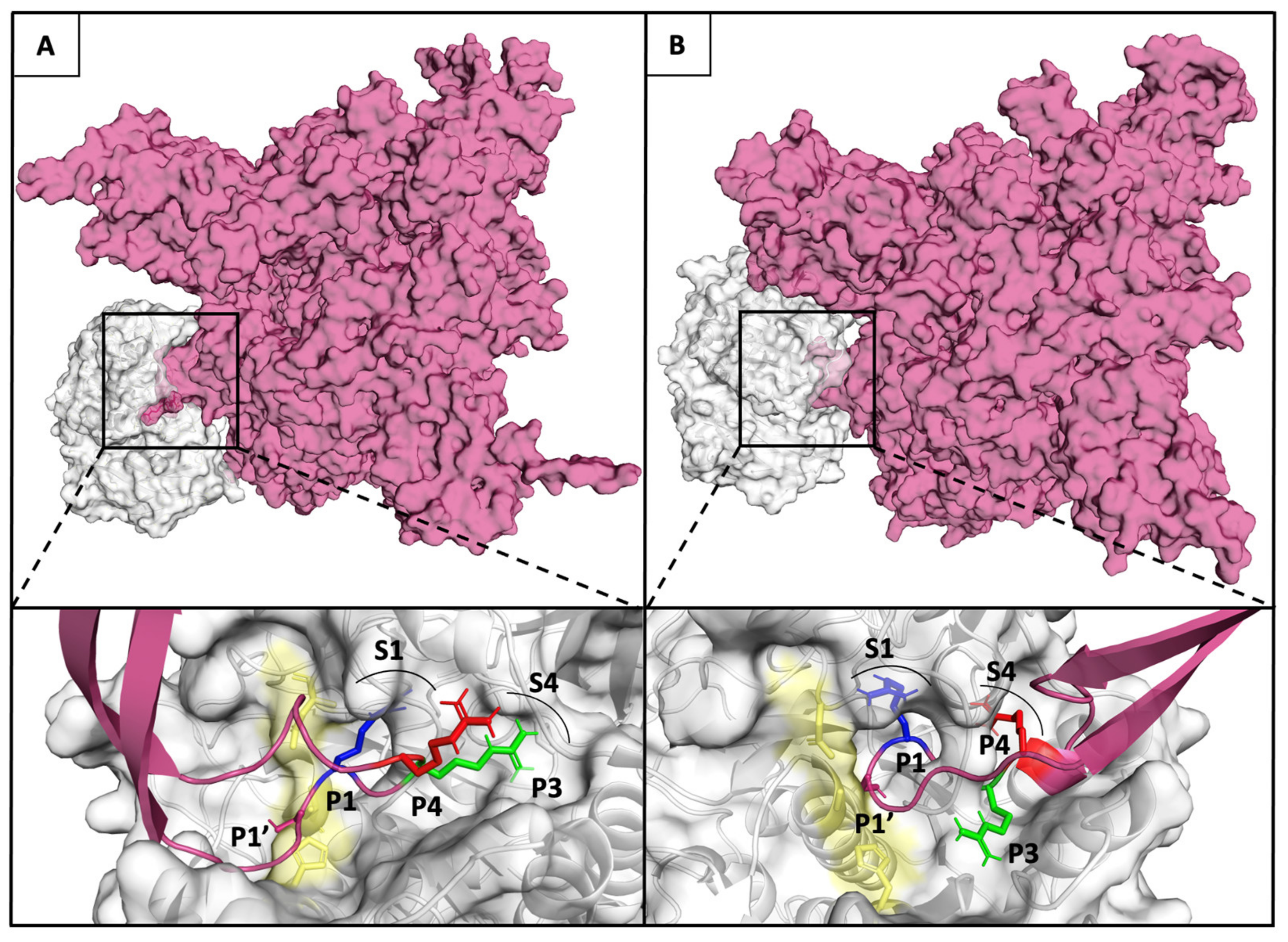 Viruses 13 02511 g008