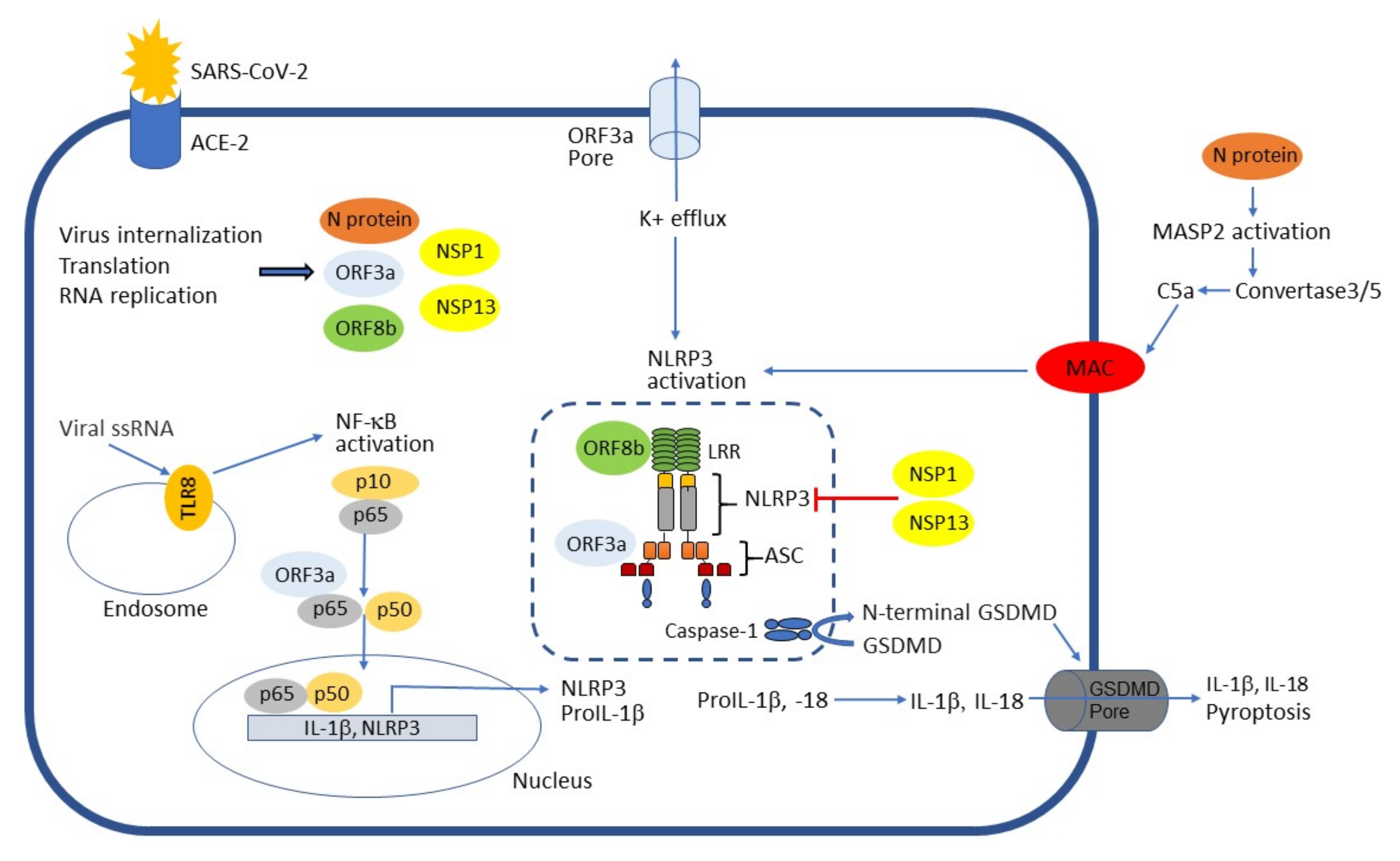 Viruses 13 02513 g001