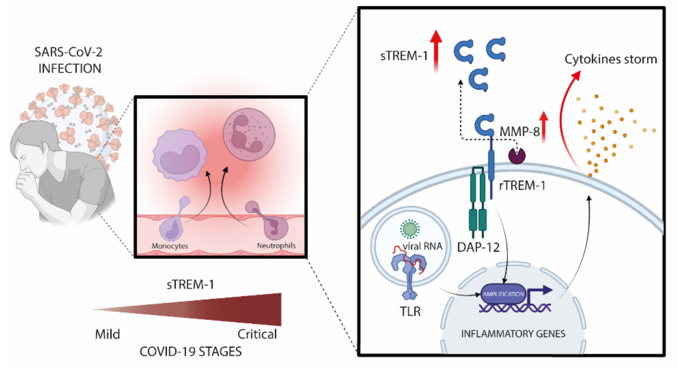 Viruses 13 02521 g005
