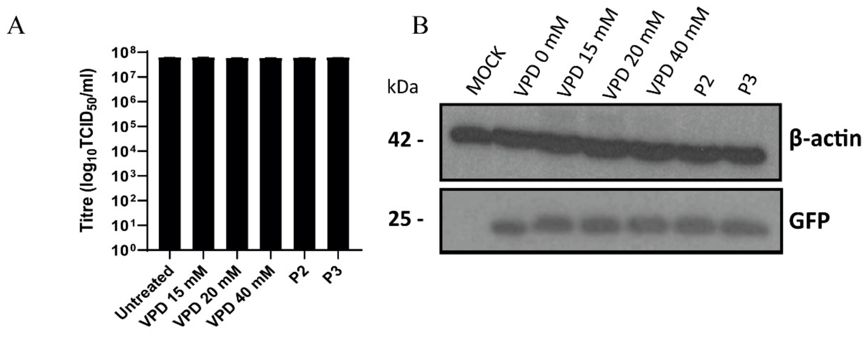 Viruses 13 02522 g004