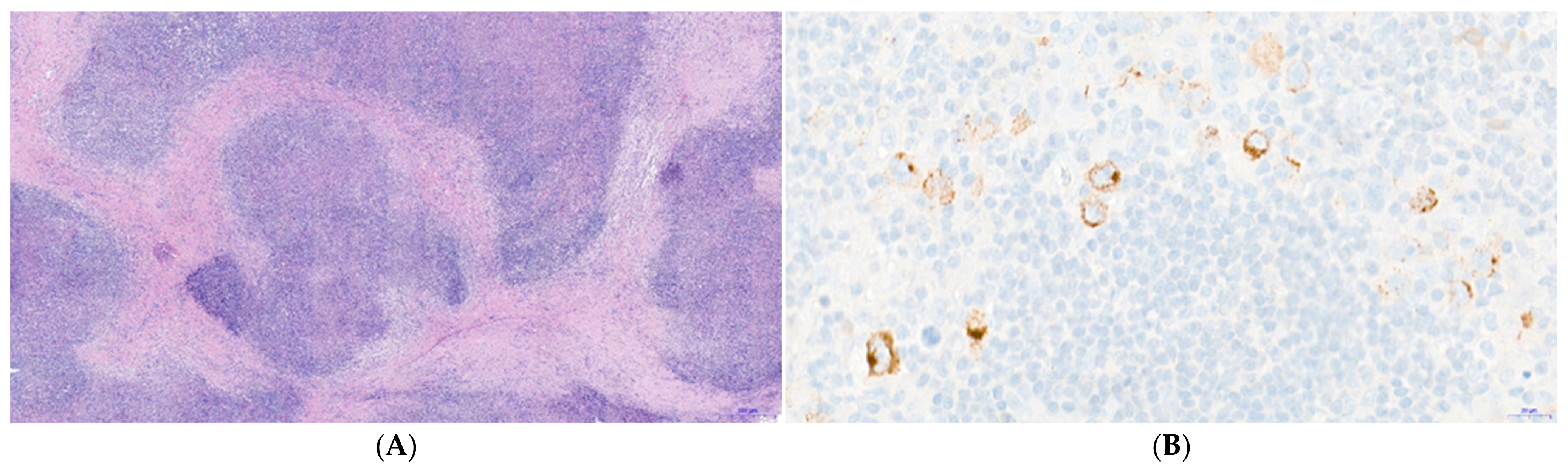 Viruses 13 02523 g001