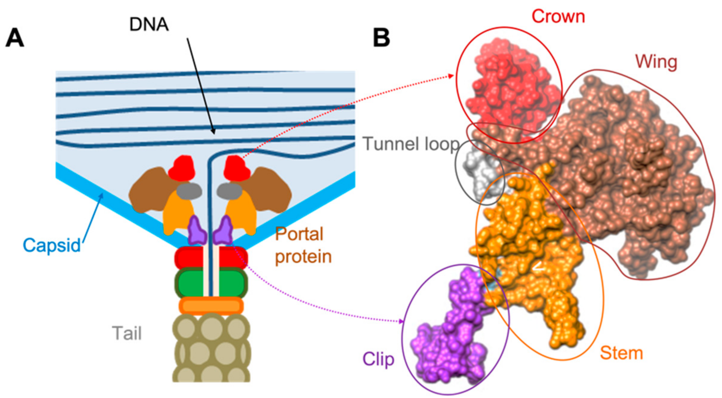 Viruses 13 02532 g001