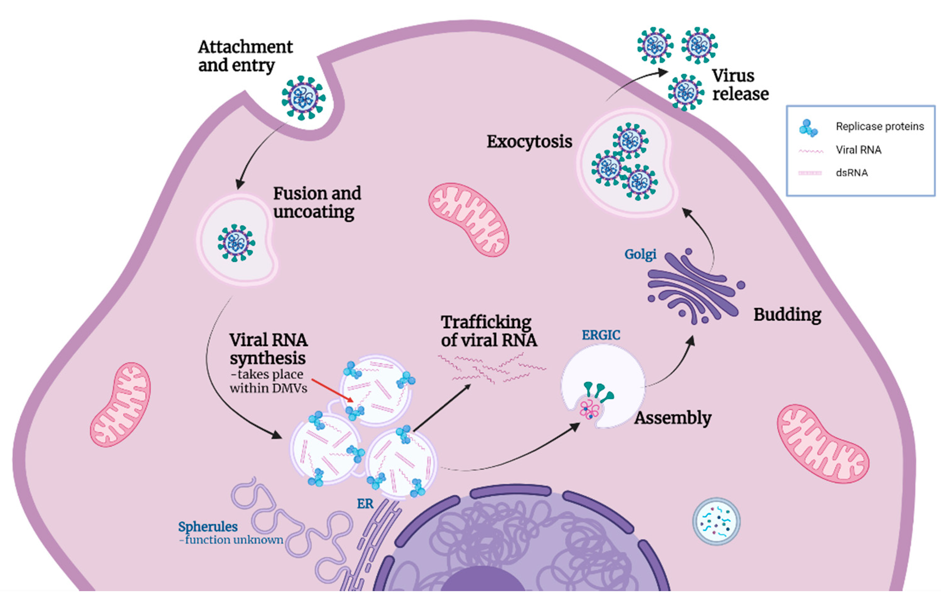 Viruses 13 02540 g006