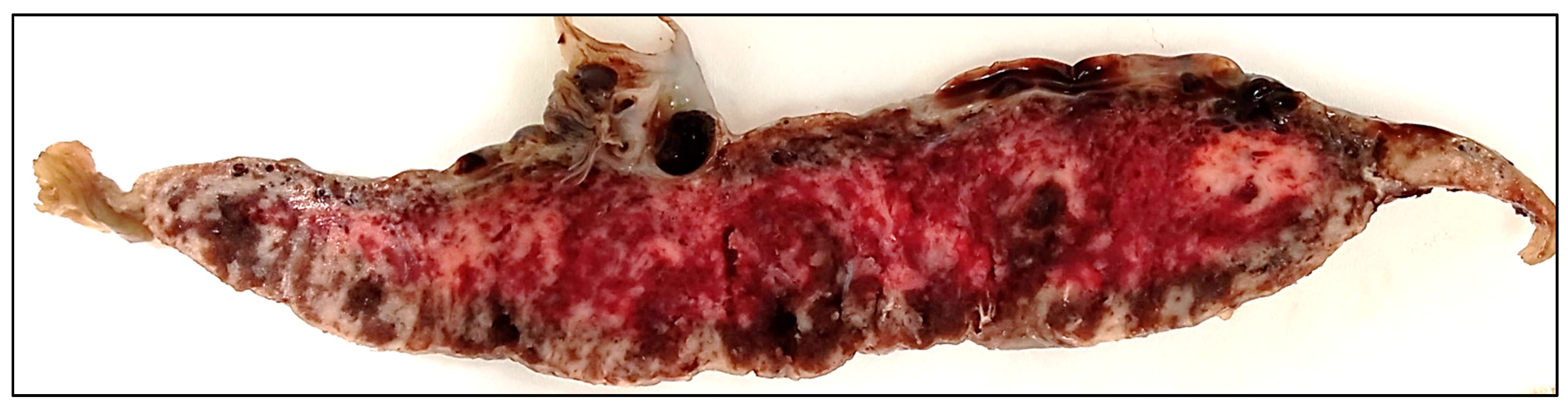 Viruses 13 02545 g001