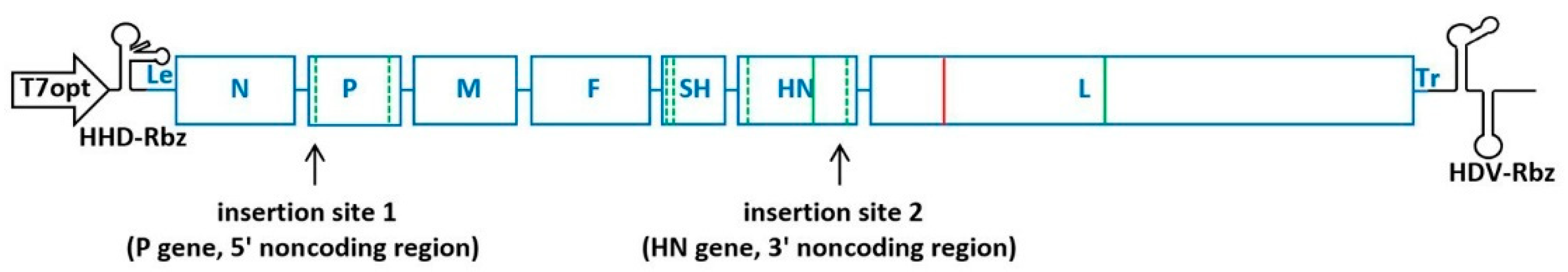 Viruses 13 02550 g001