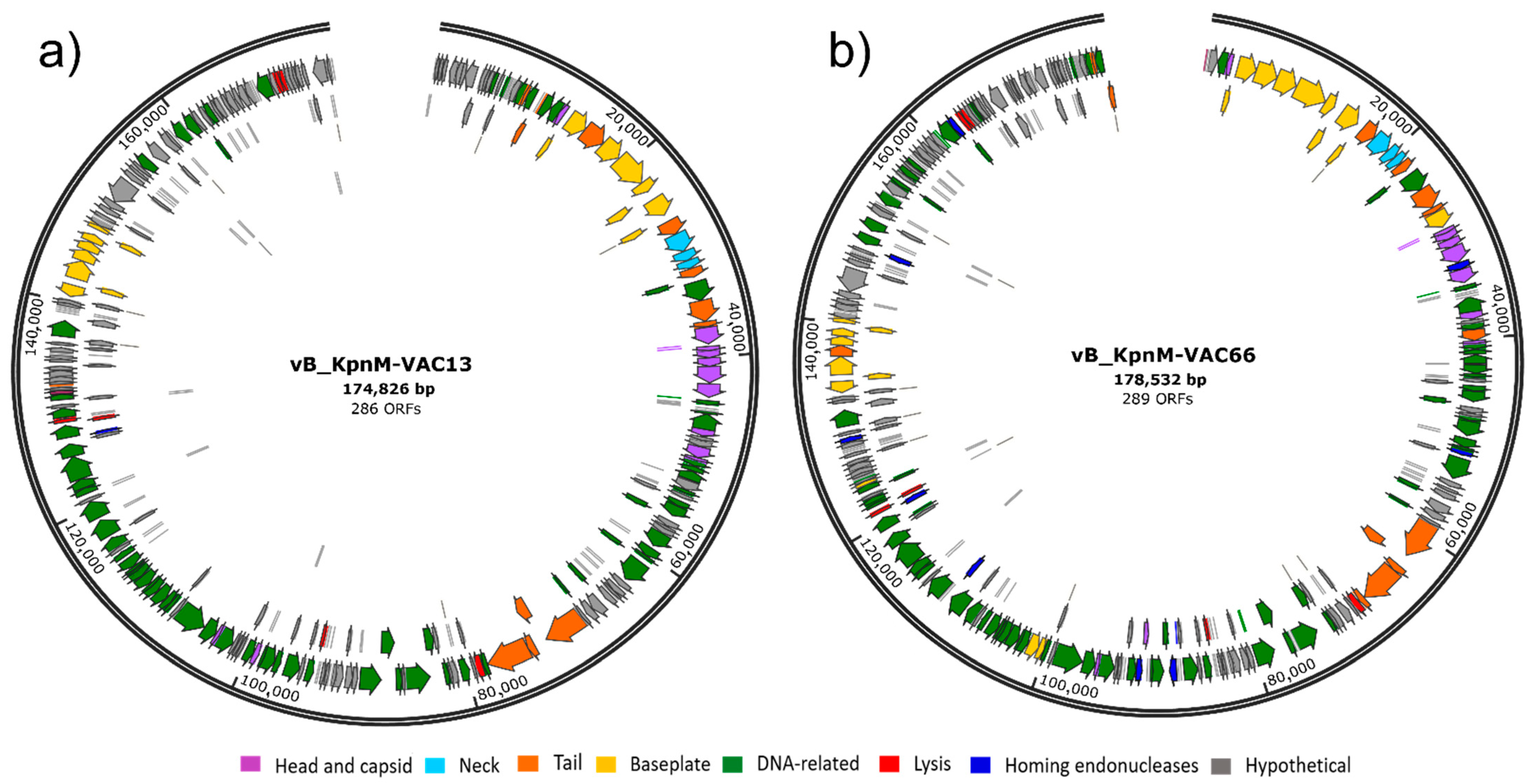Viruses 14 00006 g002