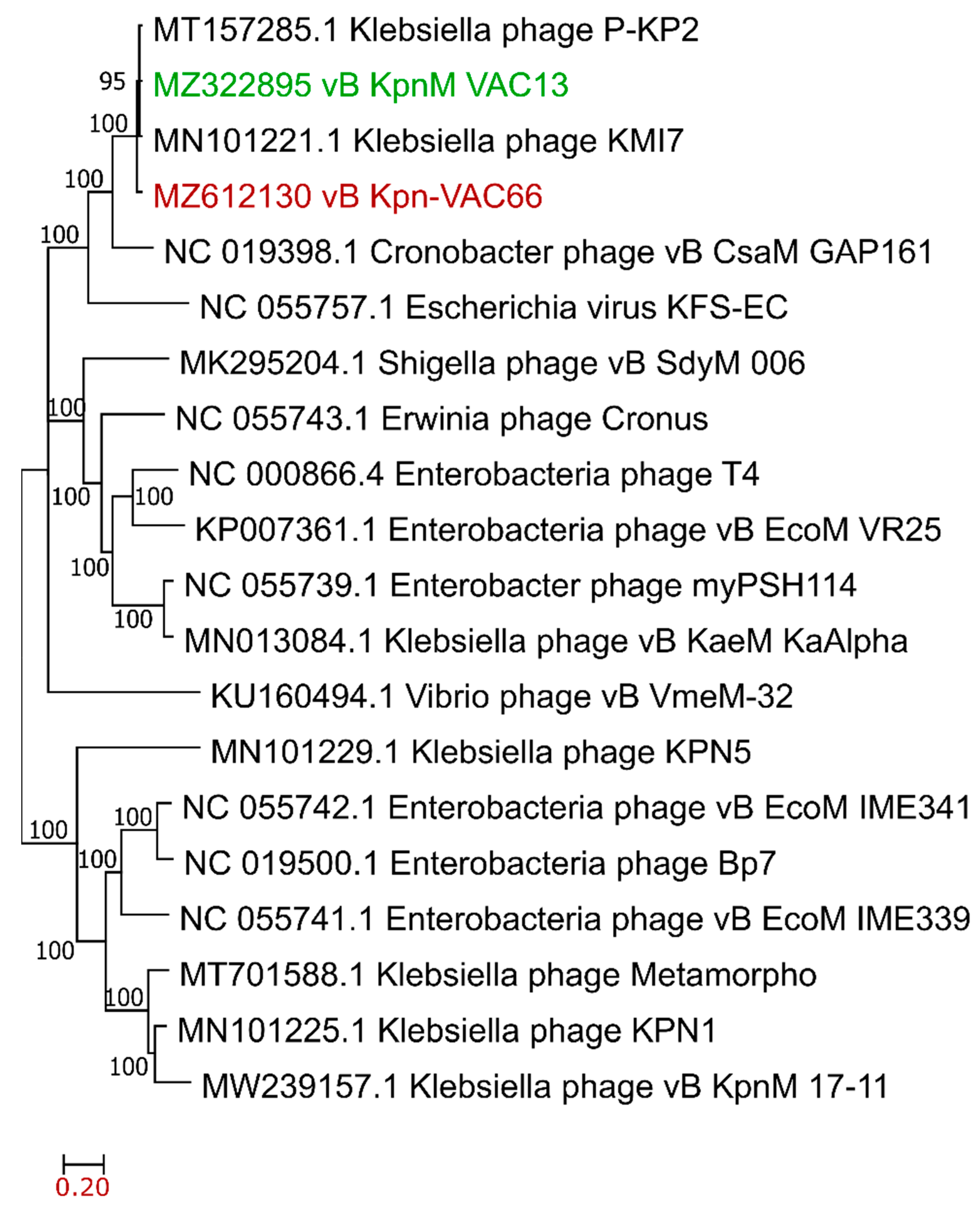 Viruses 14 00006 g004