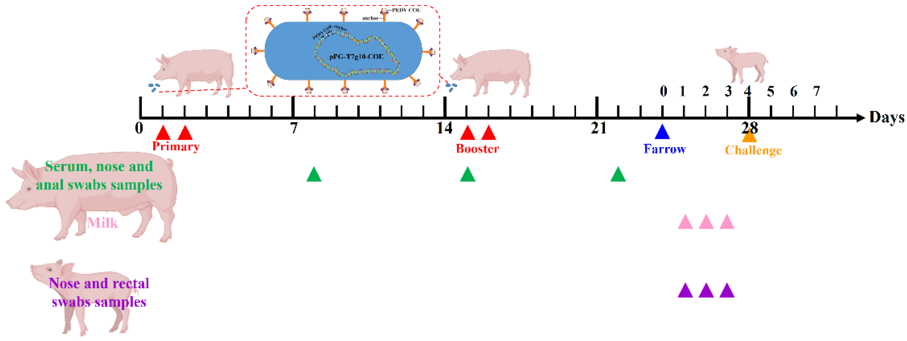 Viruses 14 00007 g001