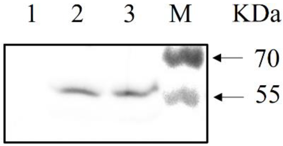 Viruses 14 00007 g002