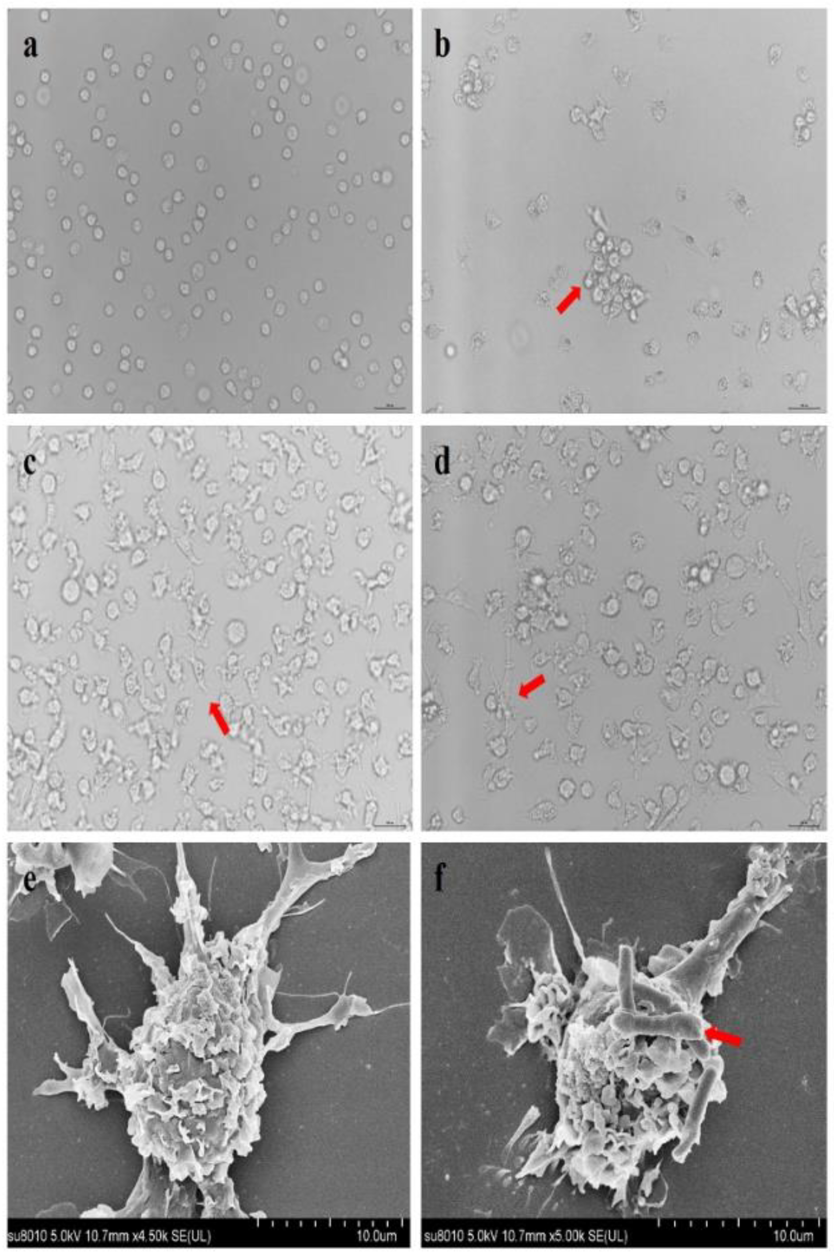 Viruses 14 00007 g003