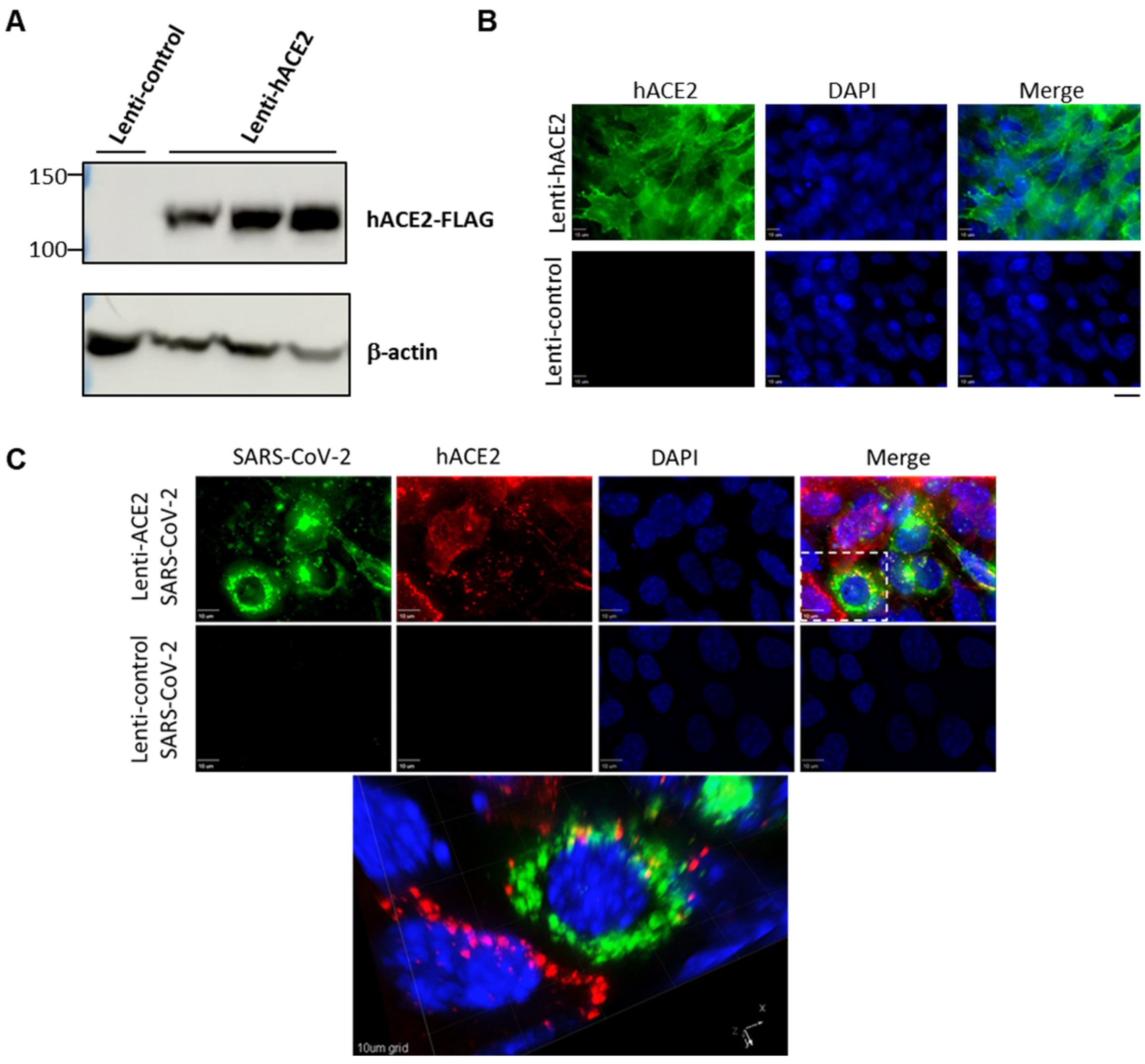 Viruses 14 00011 g001 Viruses 14 00011 g001