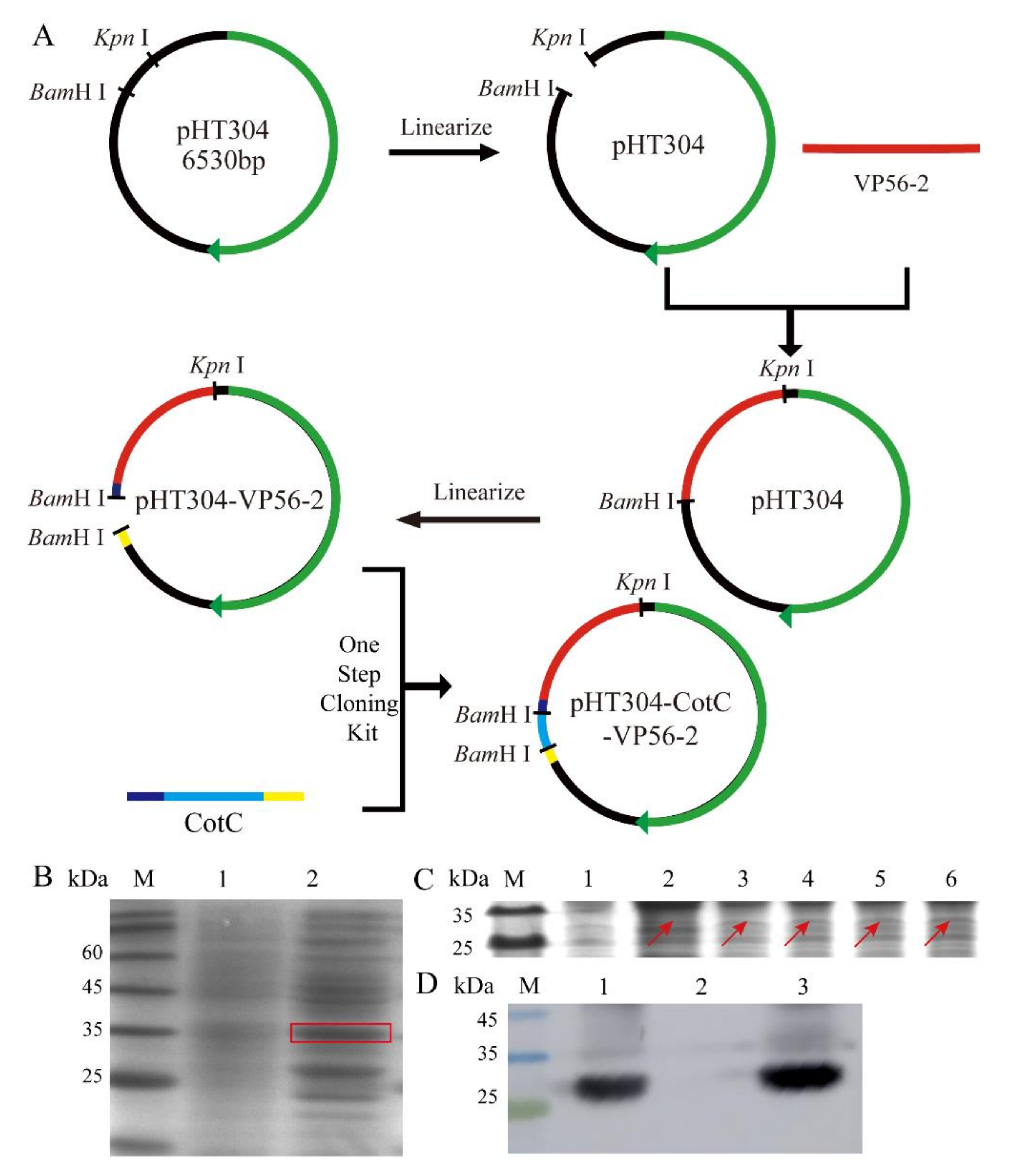 Viruses 14 00030 g002