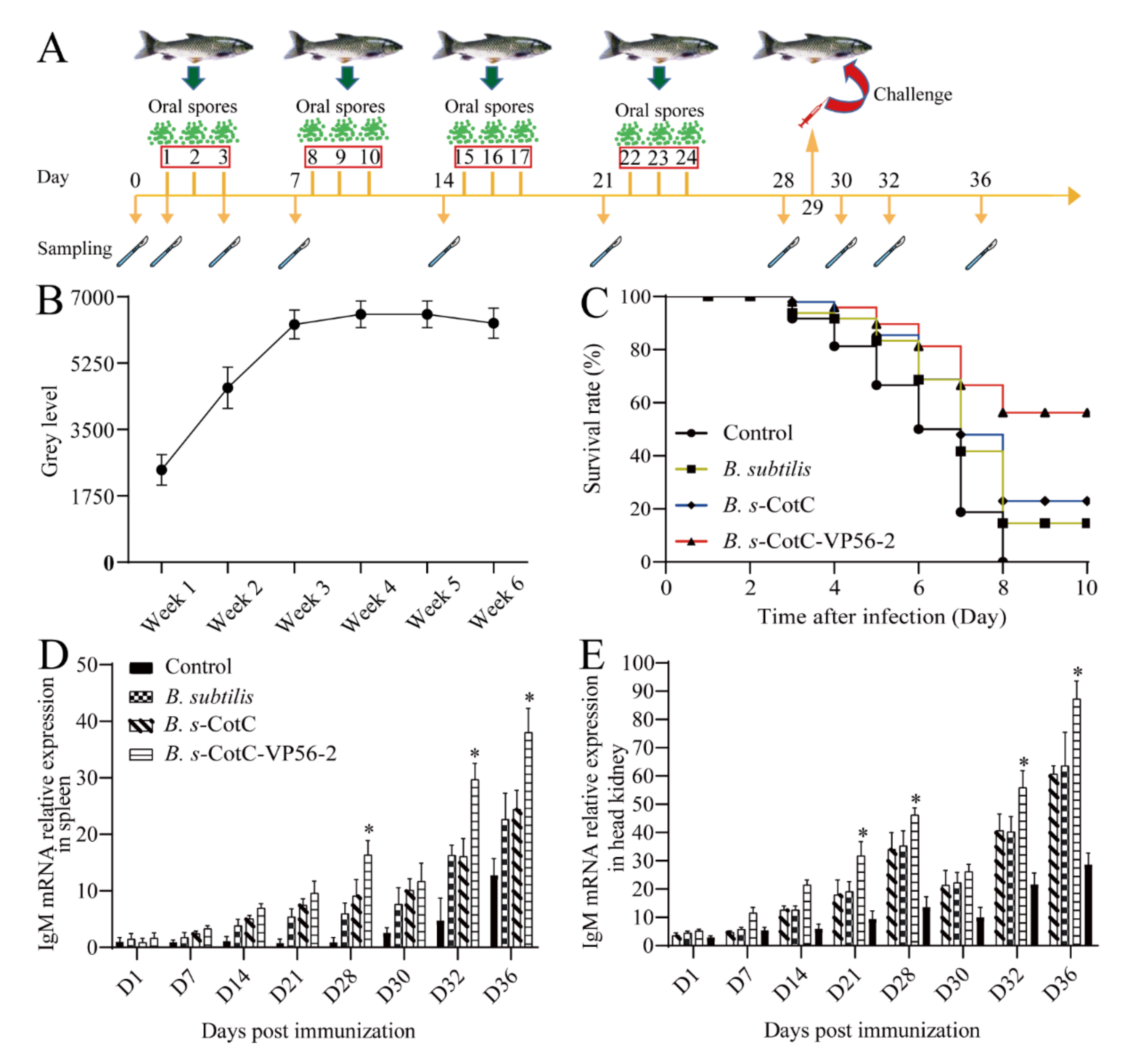 Viruses 14 00030 g004